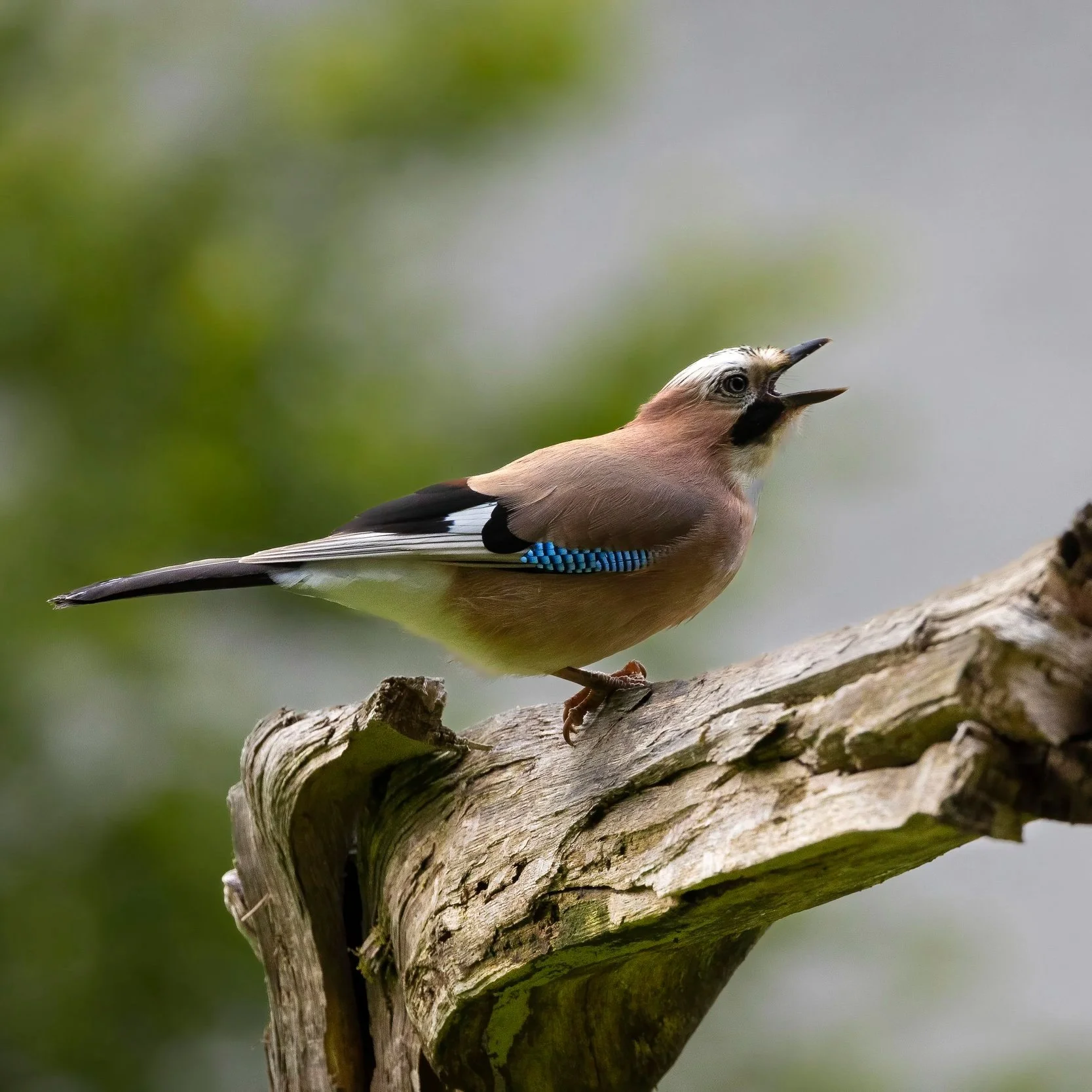 Basics of Wildlife Photography 1-2-1 Autumn 2026