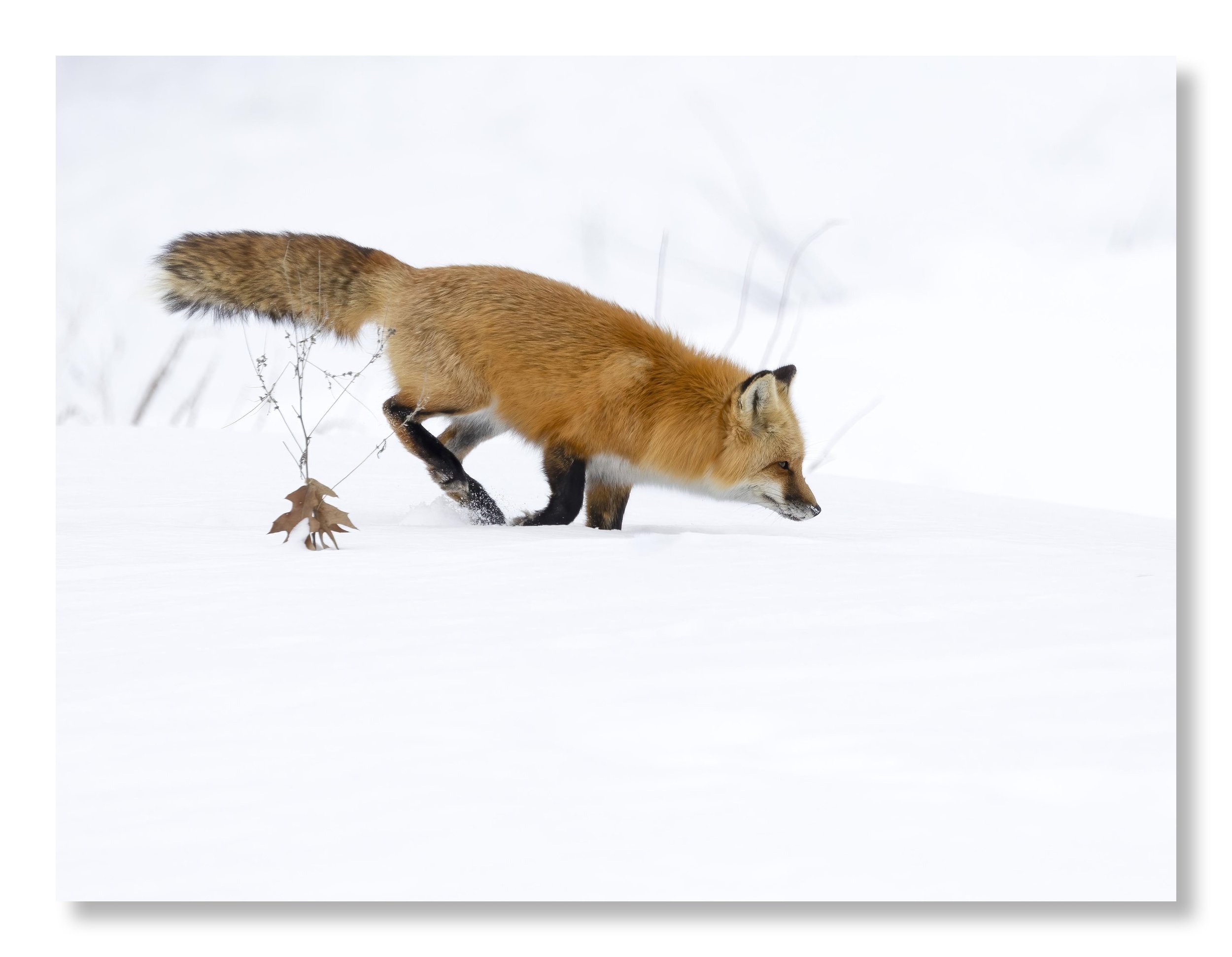 Red Fox-Hunt-Snow-Website.jpg
