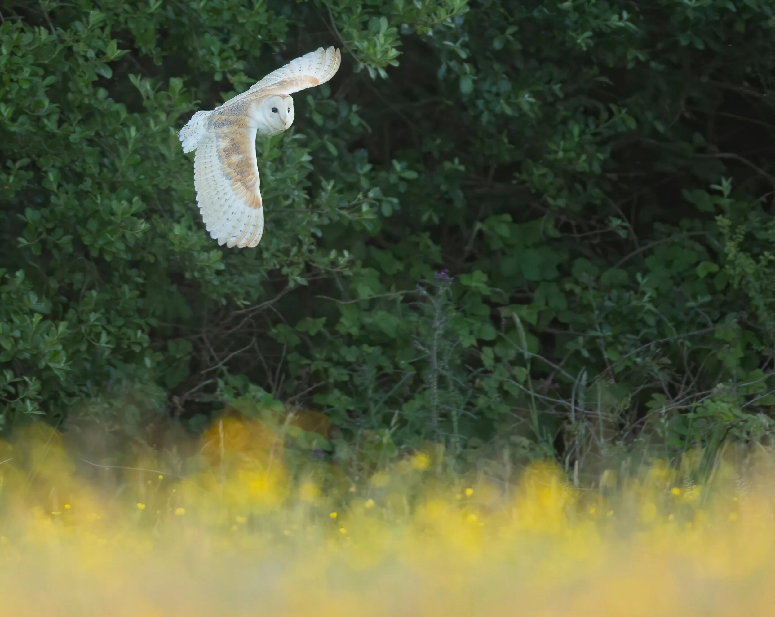 Barn Owl 2.jpg