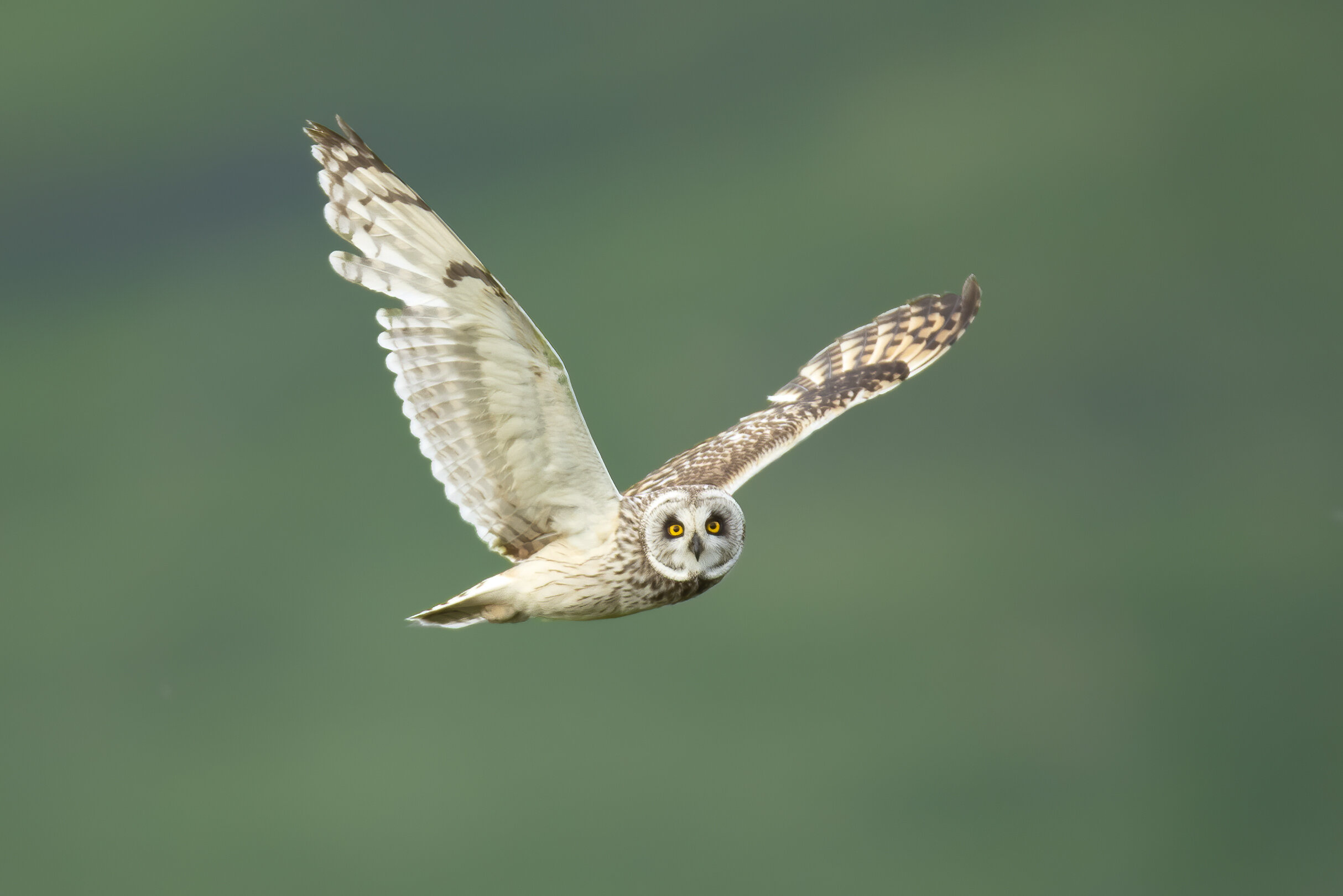 Photographing Owls
