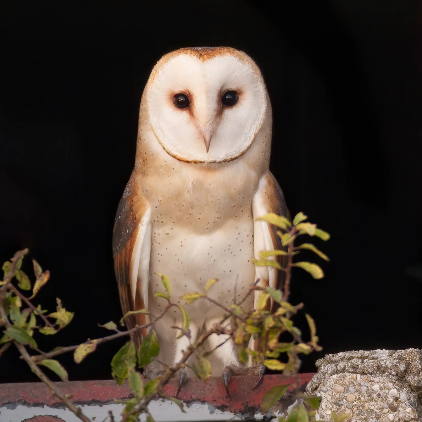 Barn Owl