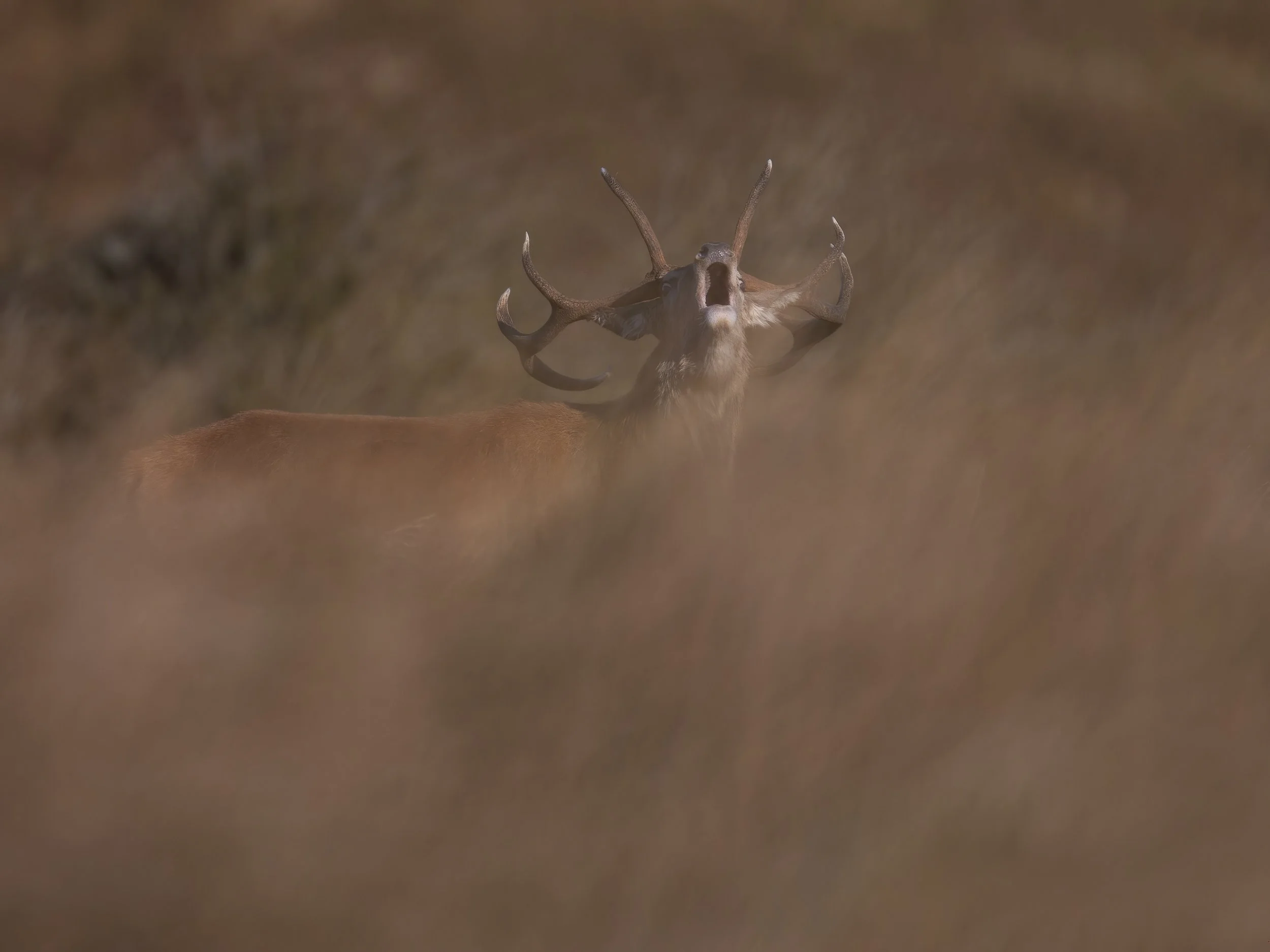 Red Deer Roar.jpg