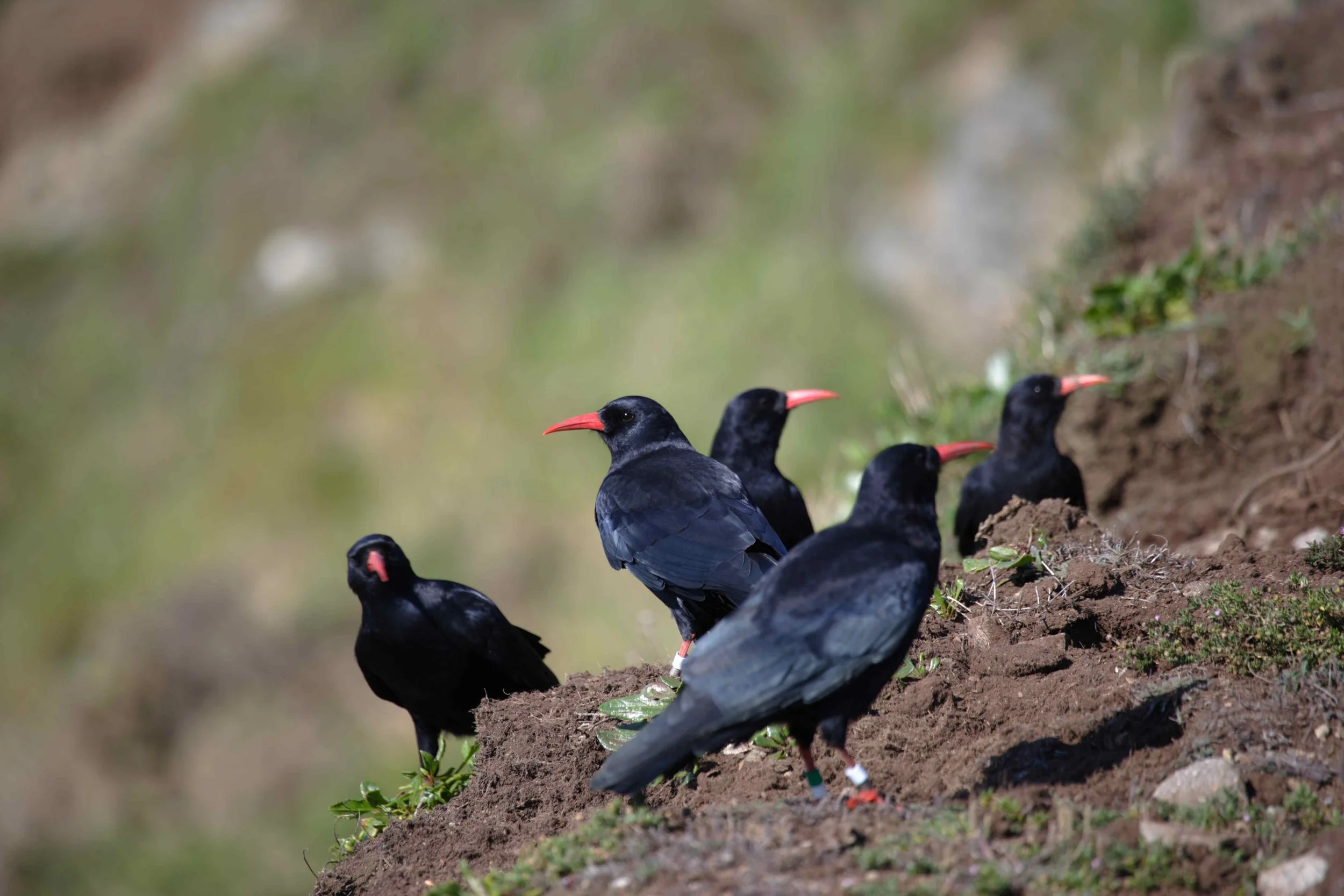 chough 15.JPG