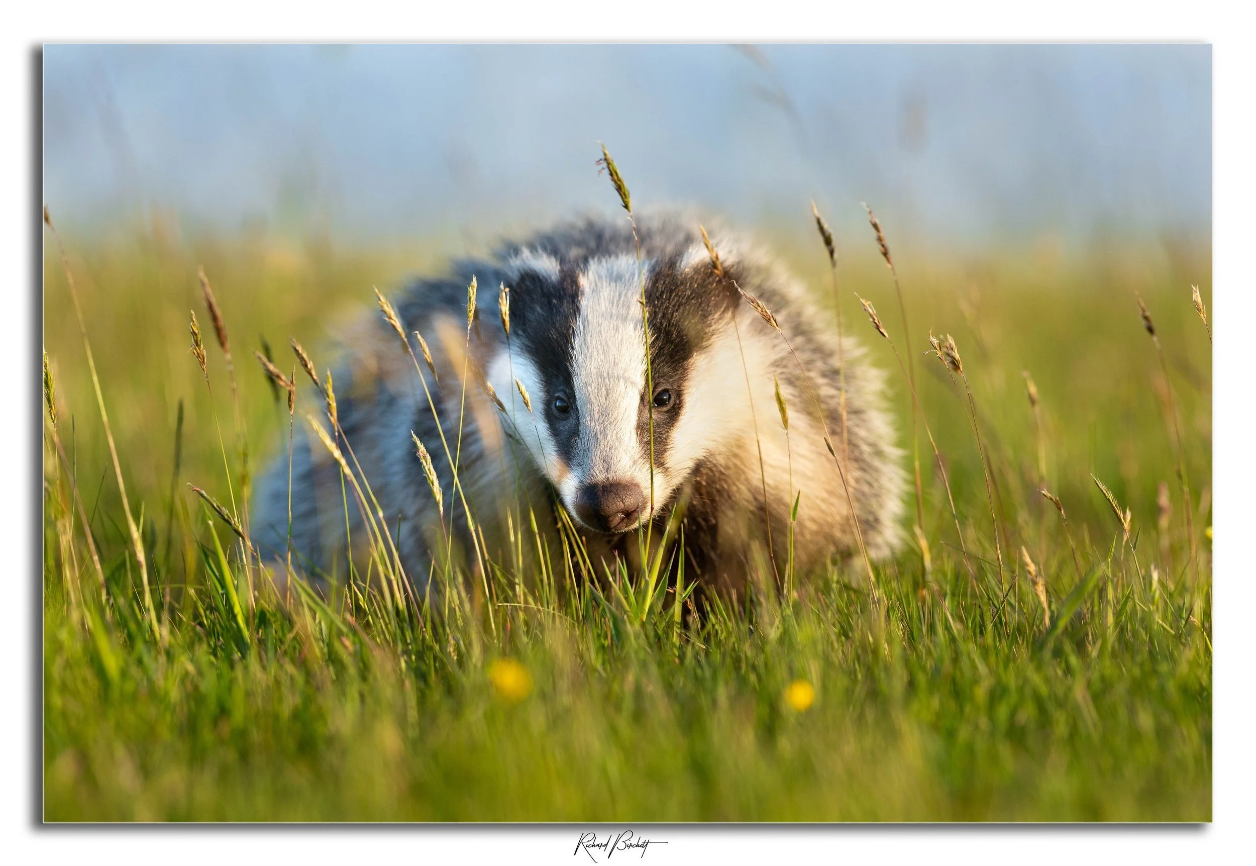 Badger+Stare+Website.jpg