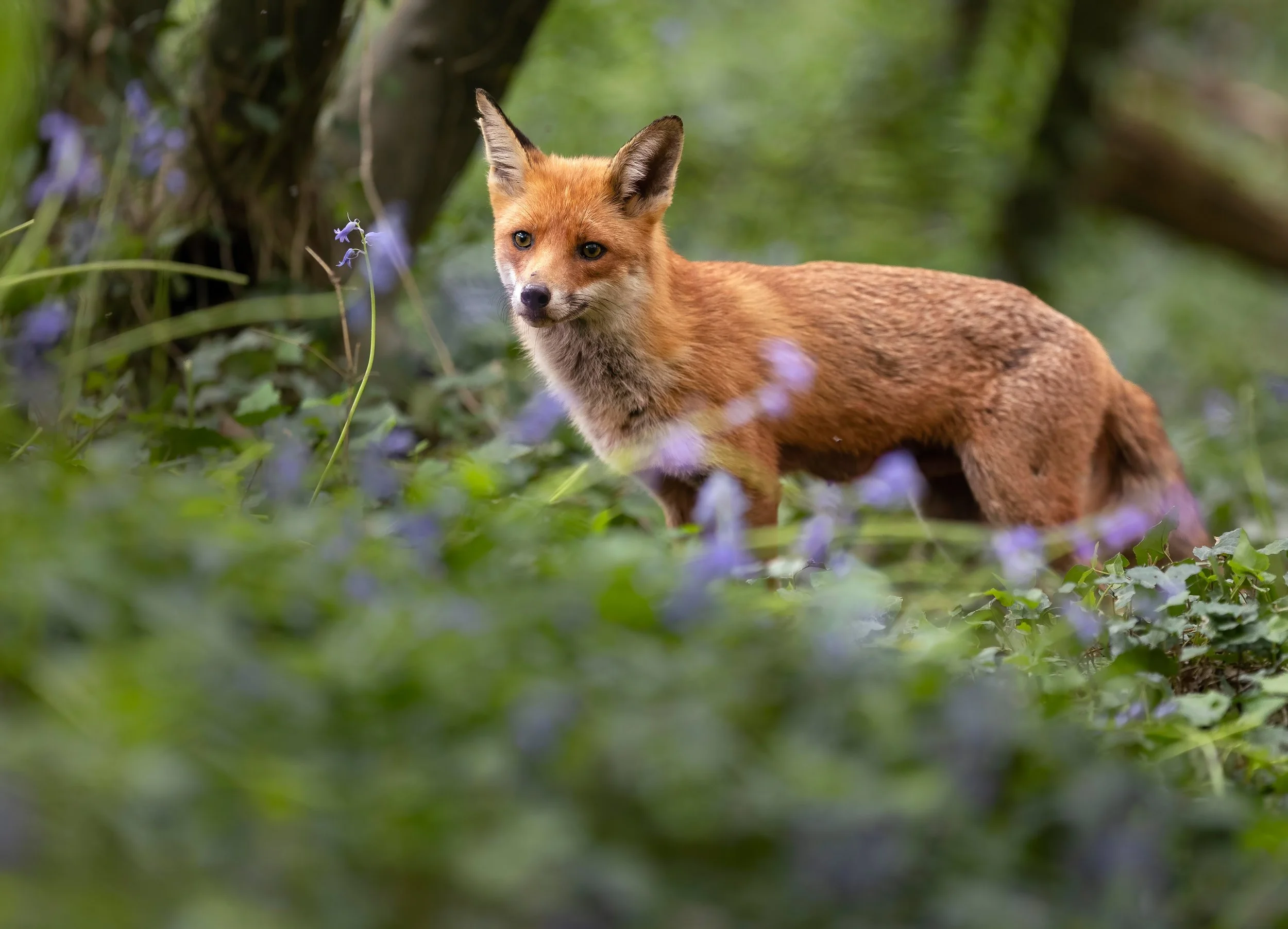 Vixen