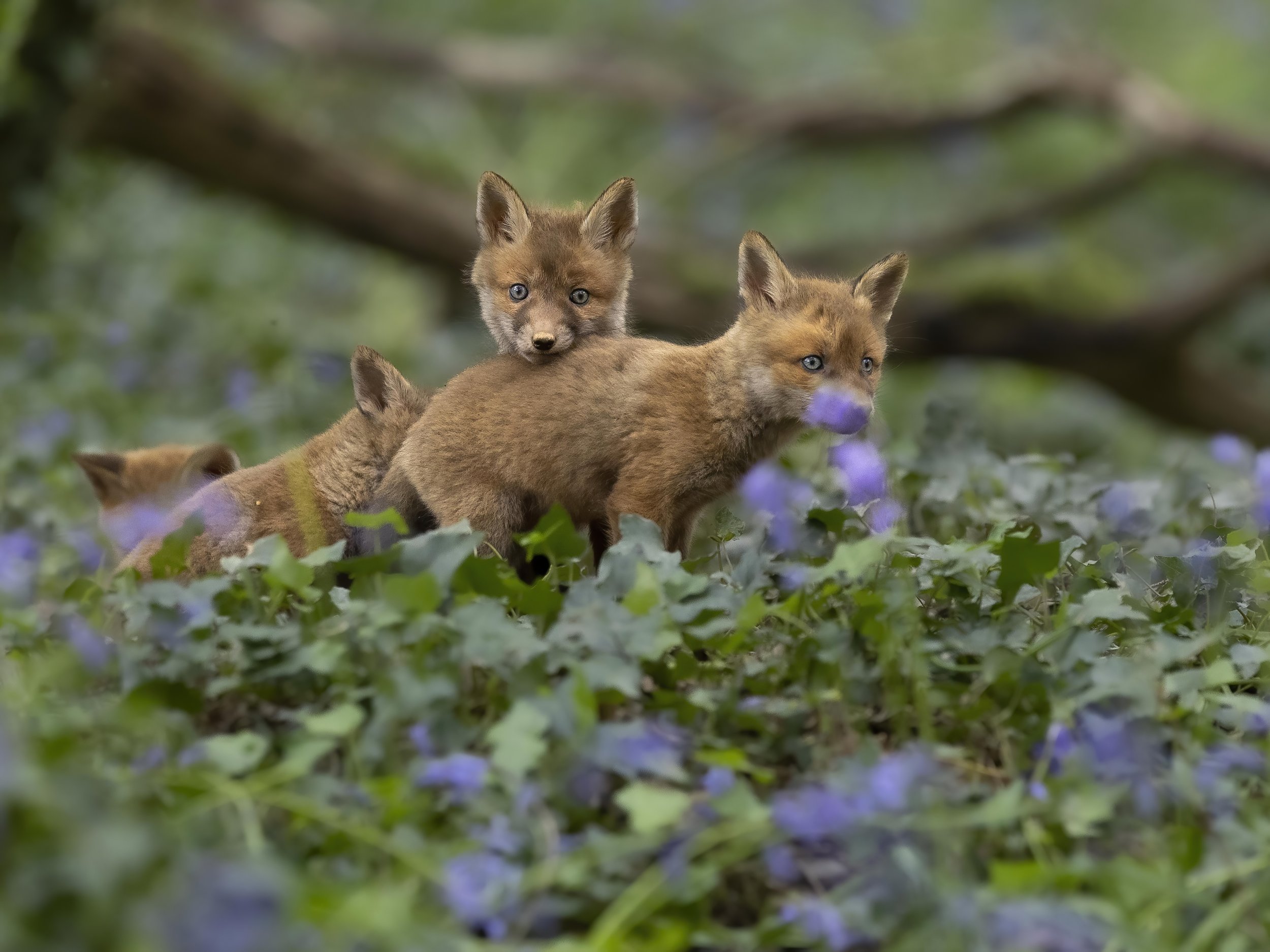 Fox Cubs