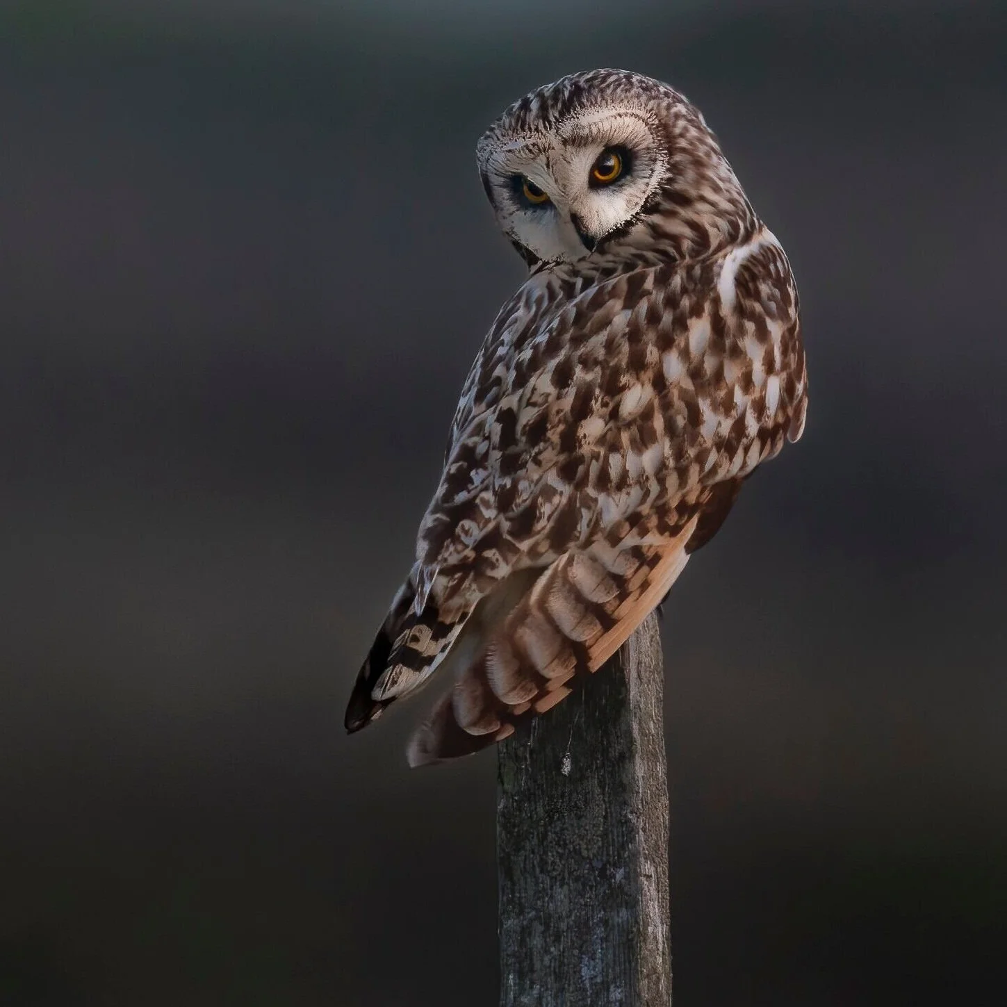 Short Eared Owl