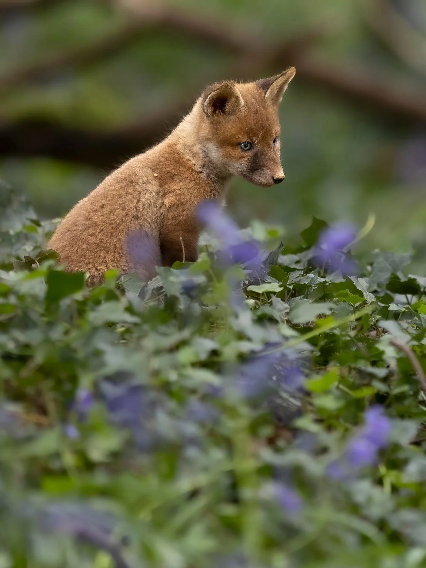 Fox Cub