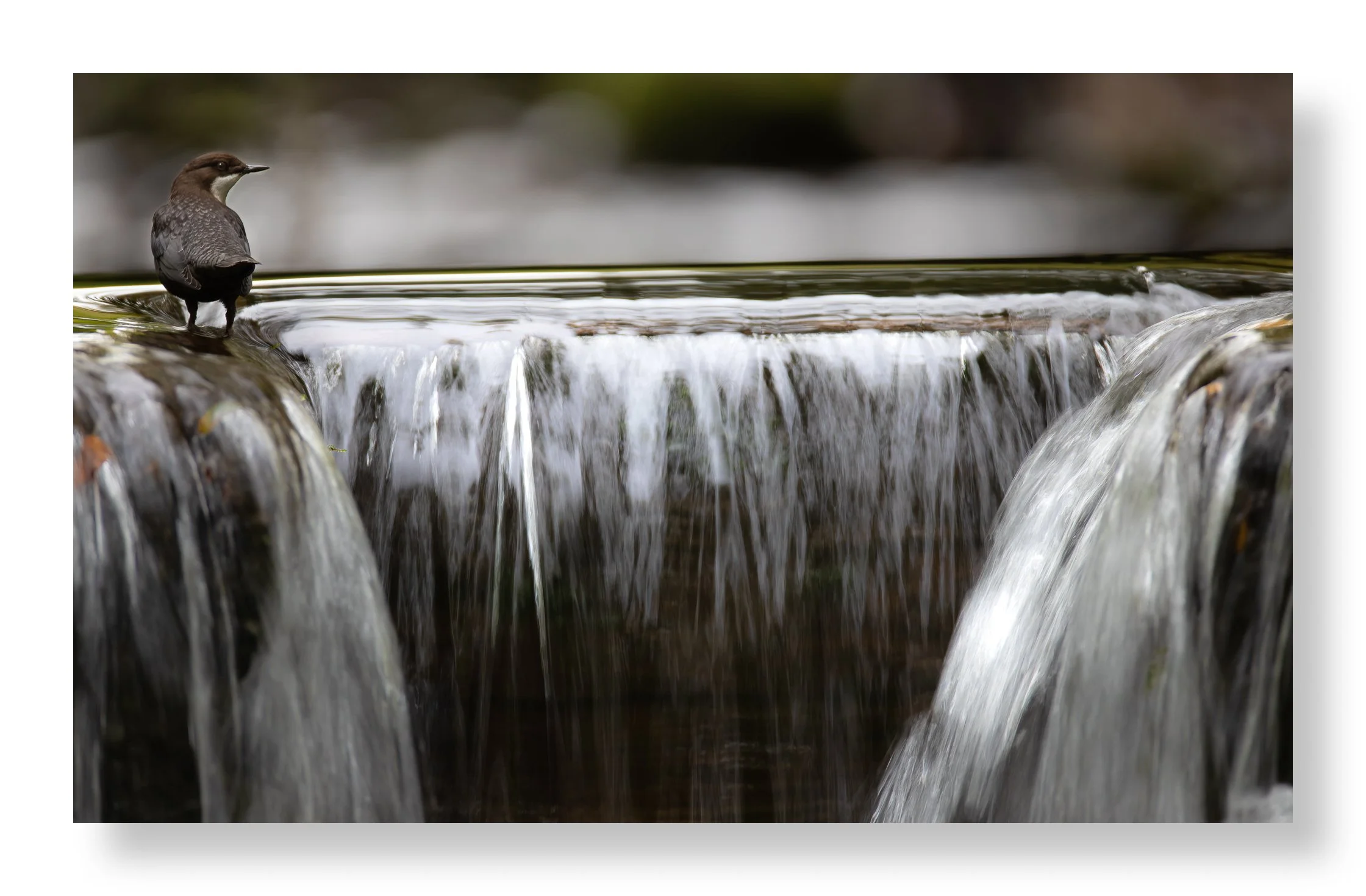 Dipper -Website.jpg