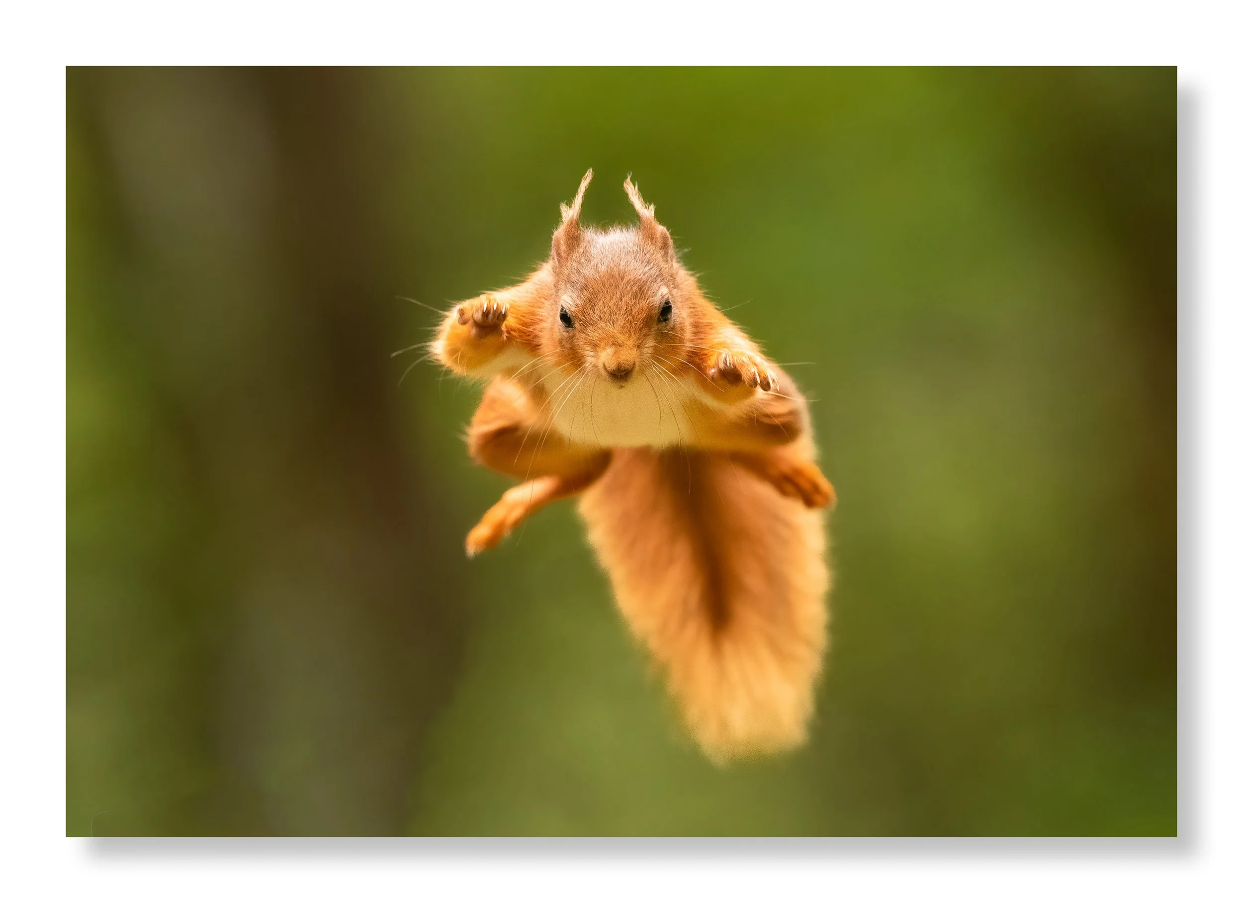 Red Squirrel Jump - Website.jpg