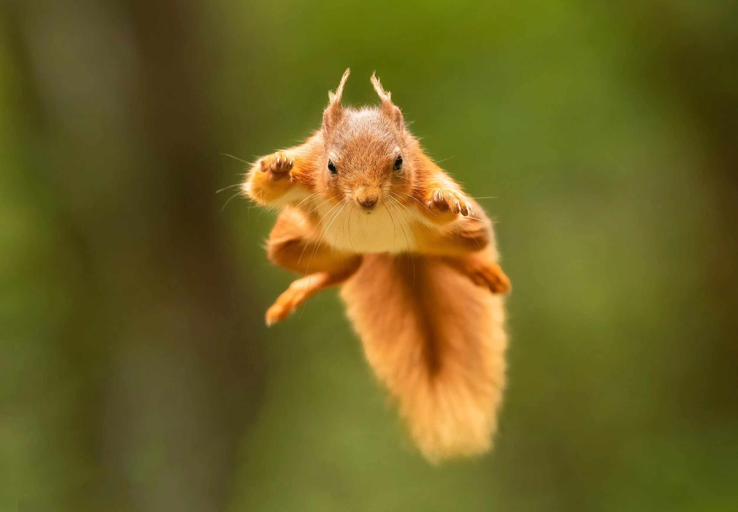 Red Squirrel