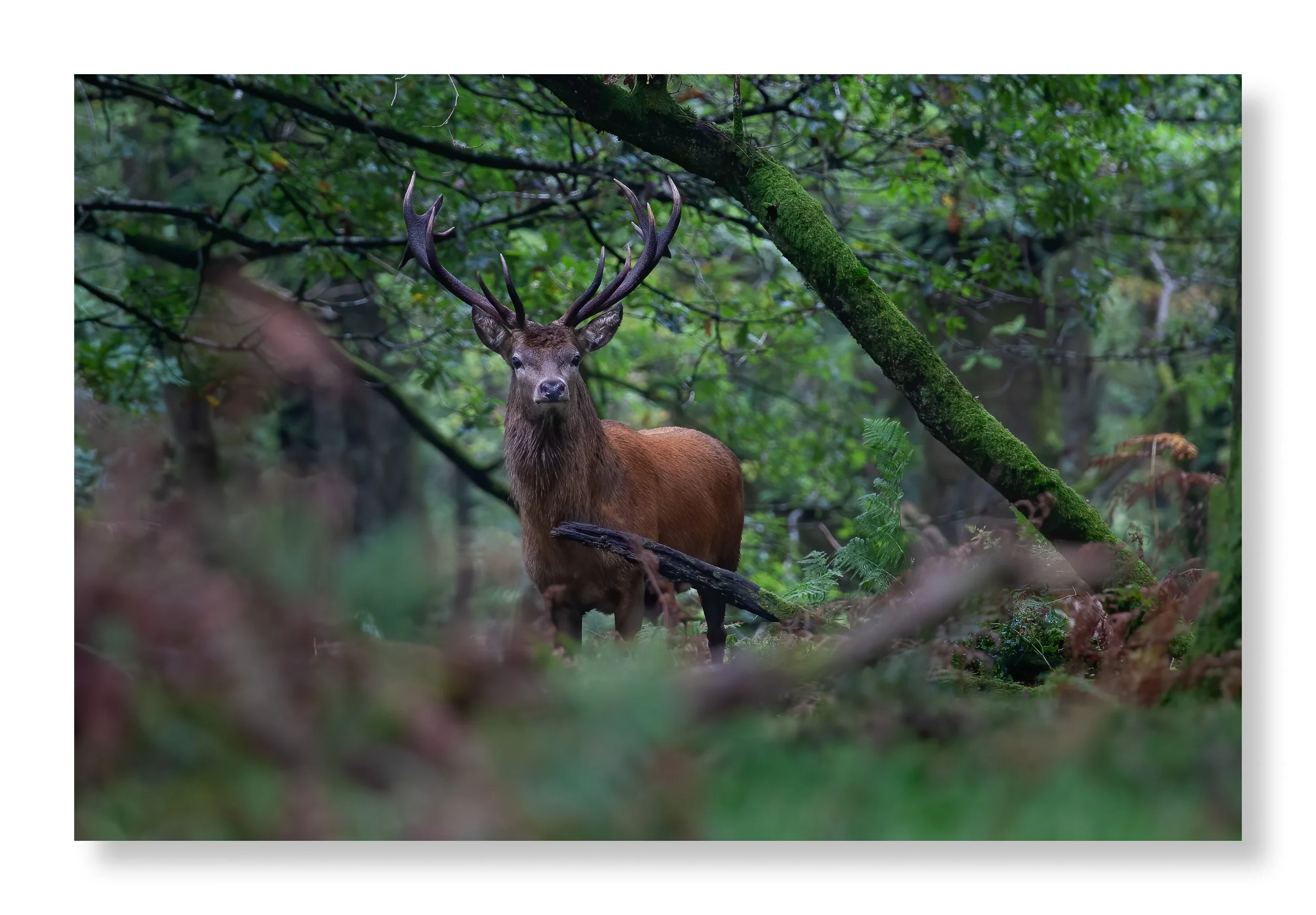 Emp Red Deer Wood- Website.jpg
