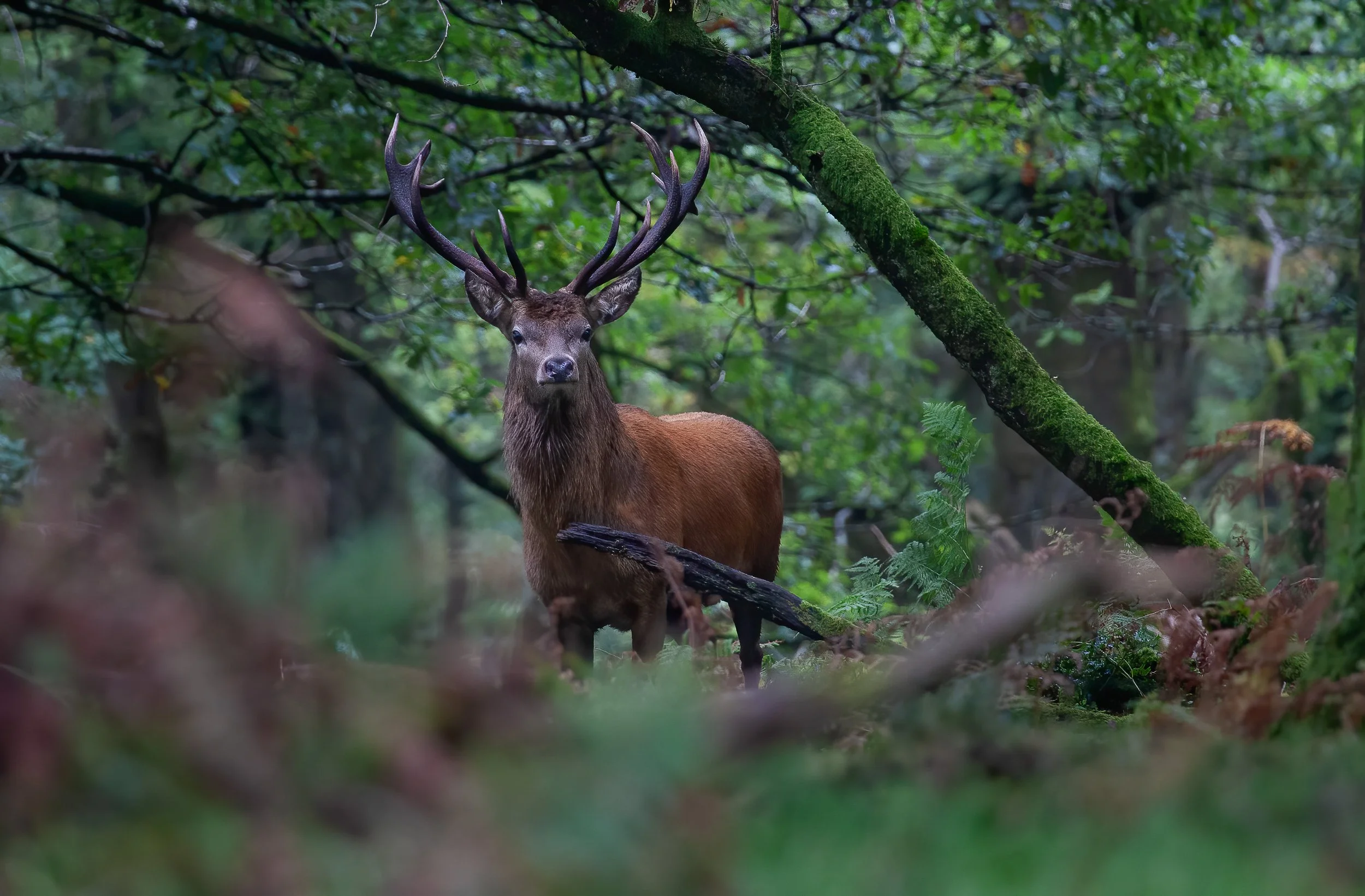 Emp Red Deer Wood-1 Website.jpg