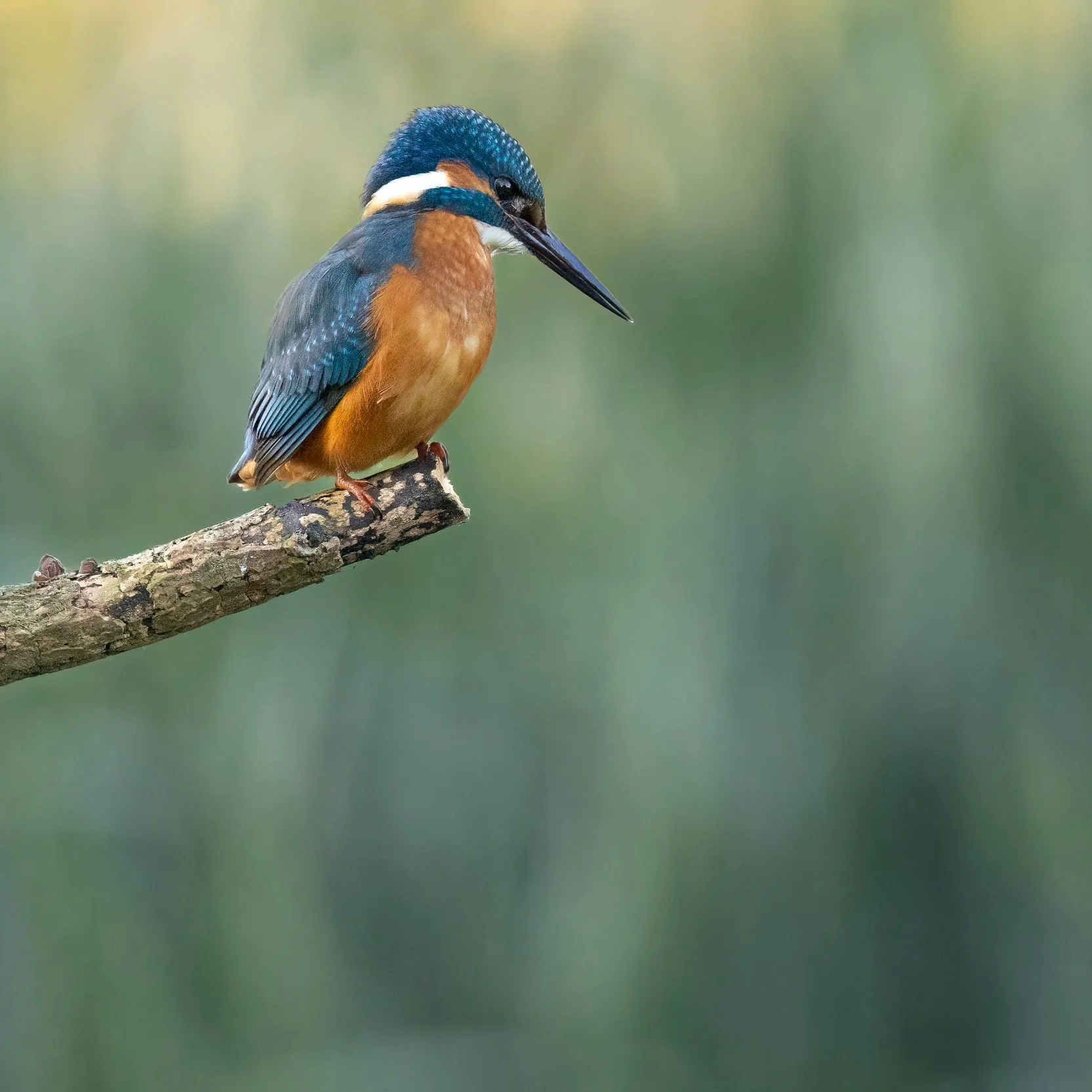Kingfisher