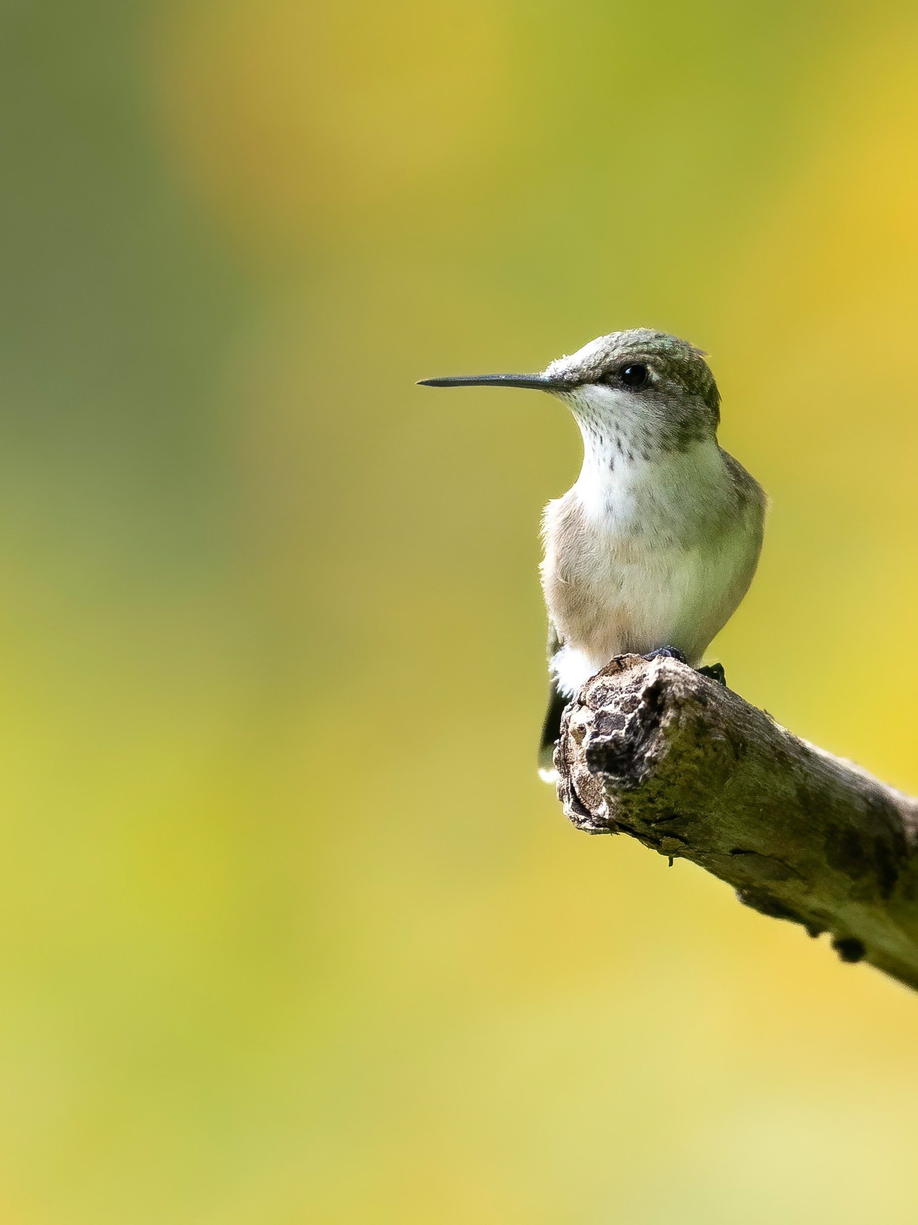 Ruby Throated Hummingbird