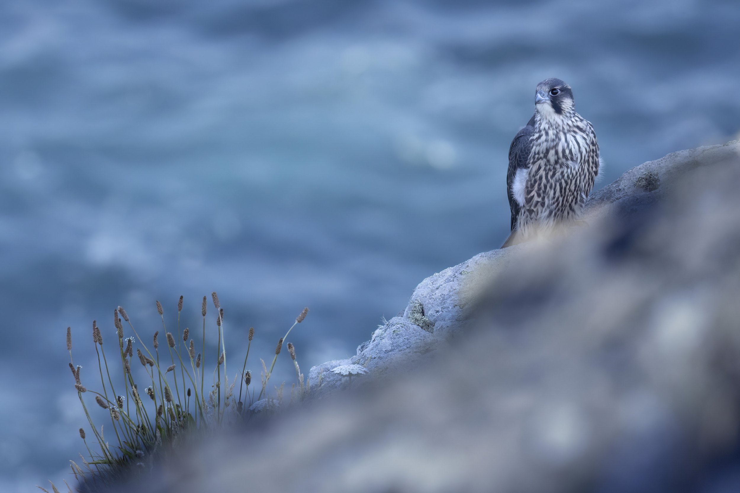 Mull-Peregrine-YPF-06-1.jpg