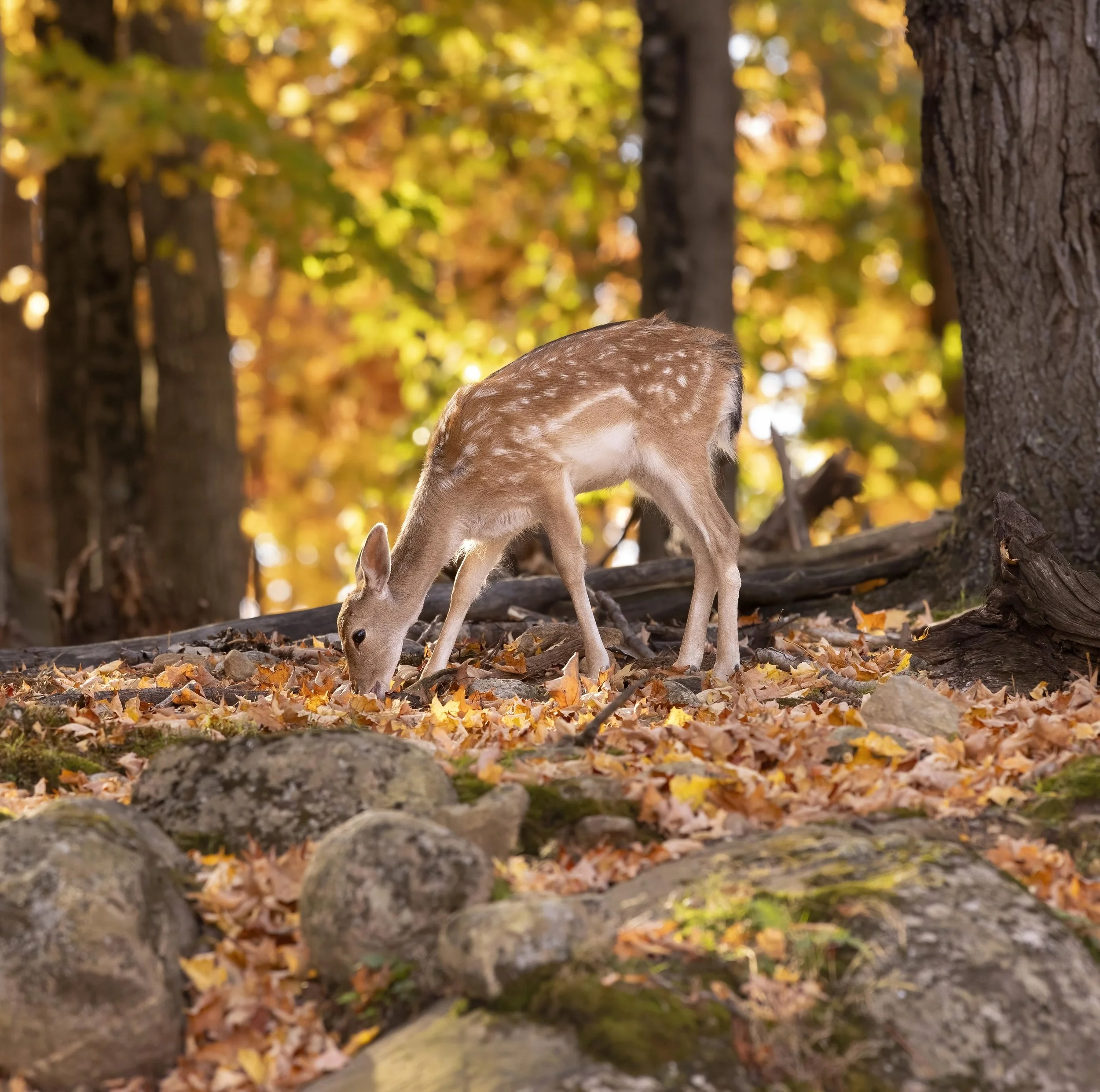 Fallow-Website-Gallery.jpg