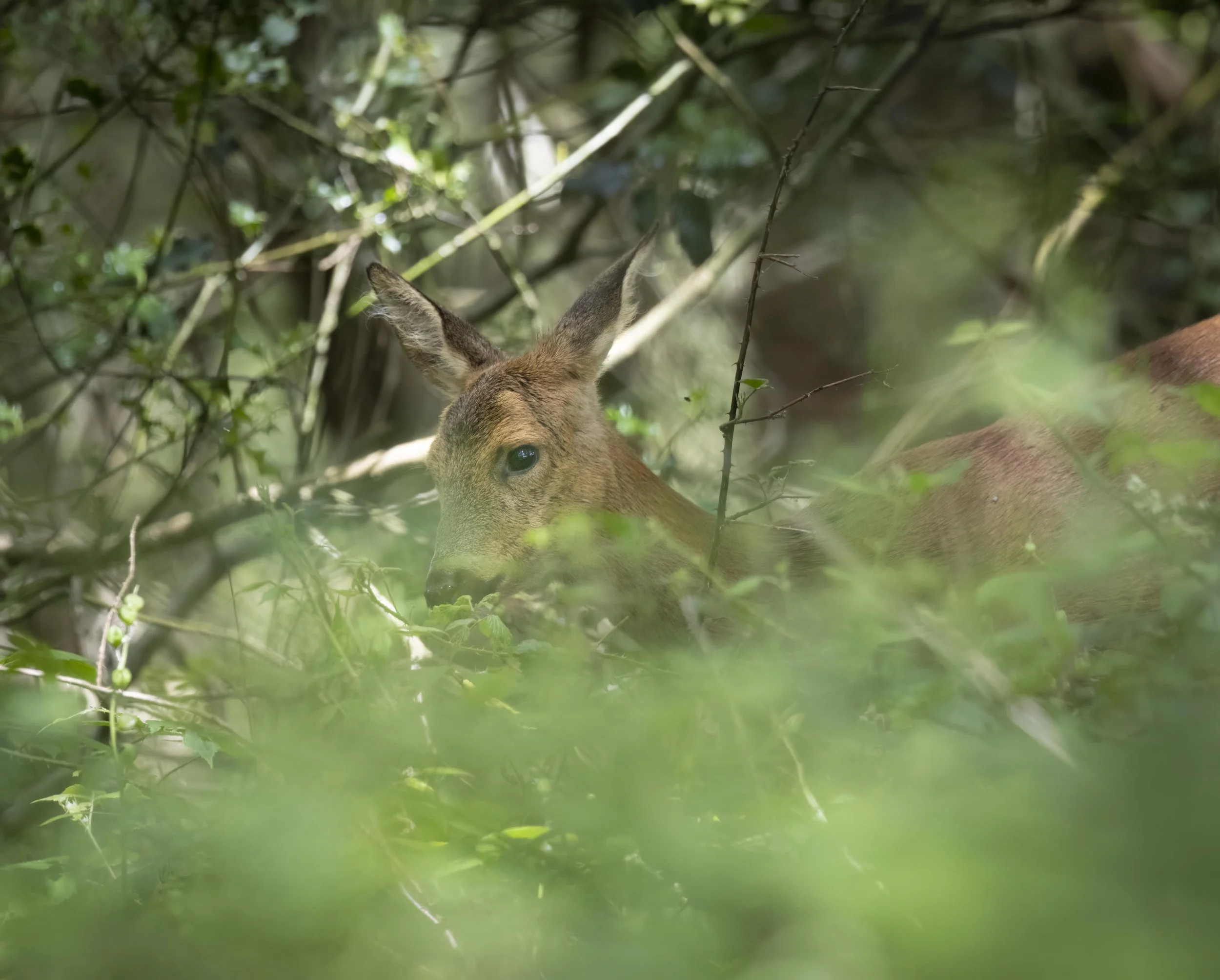 The Art of Stalking Wildlife – Becoming Part of Nature's World