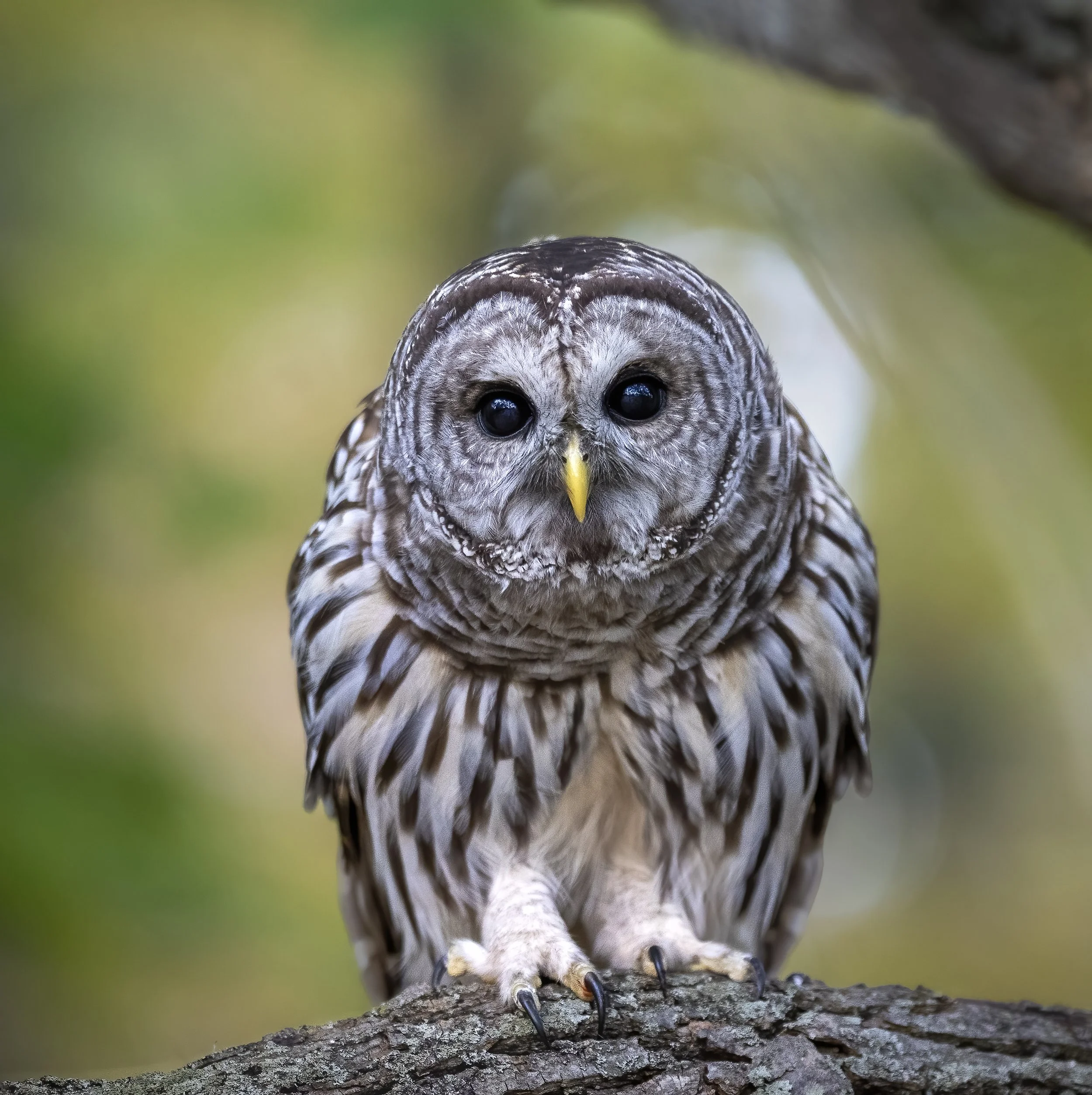 2027 Wildlife Photography Calendar — Now Available to Pre-Order! 🐻🦅🐆