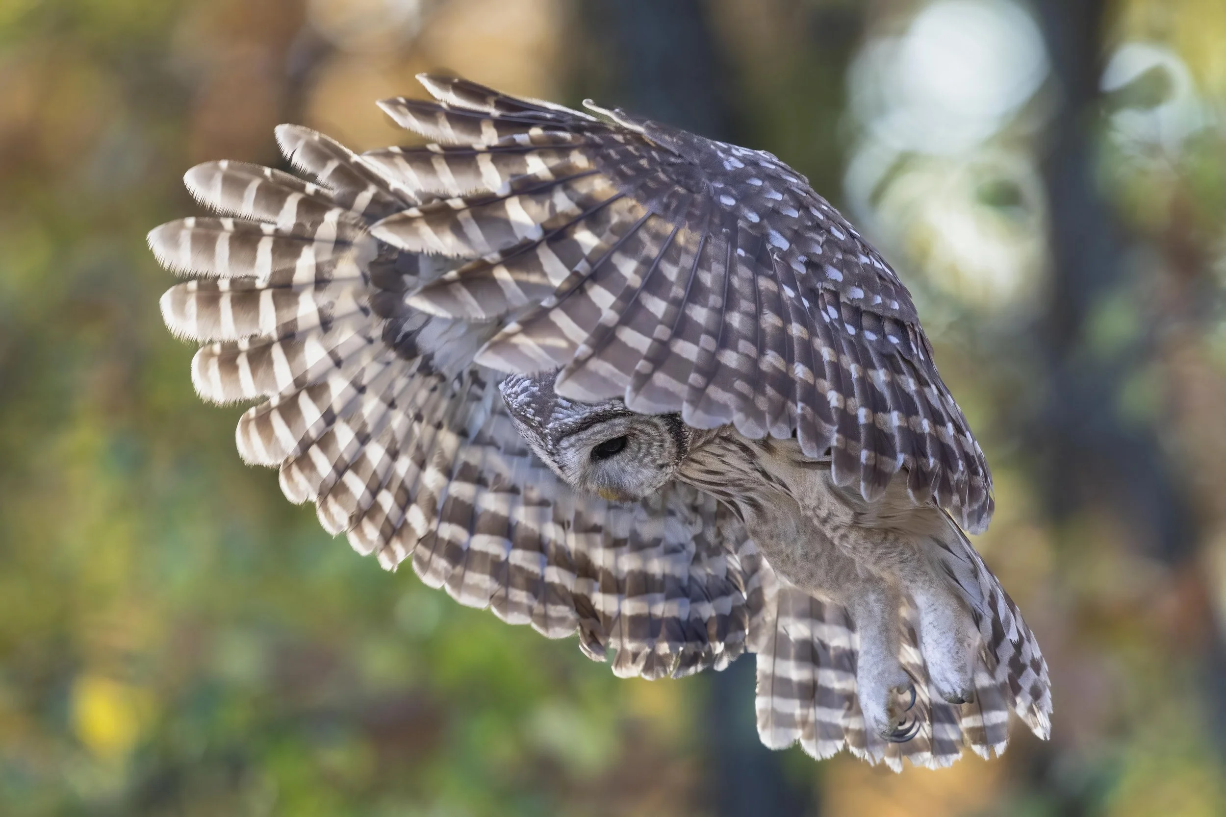 October - Barred Owl.jpg