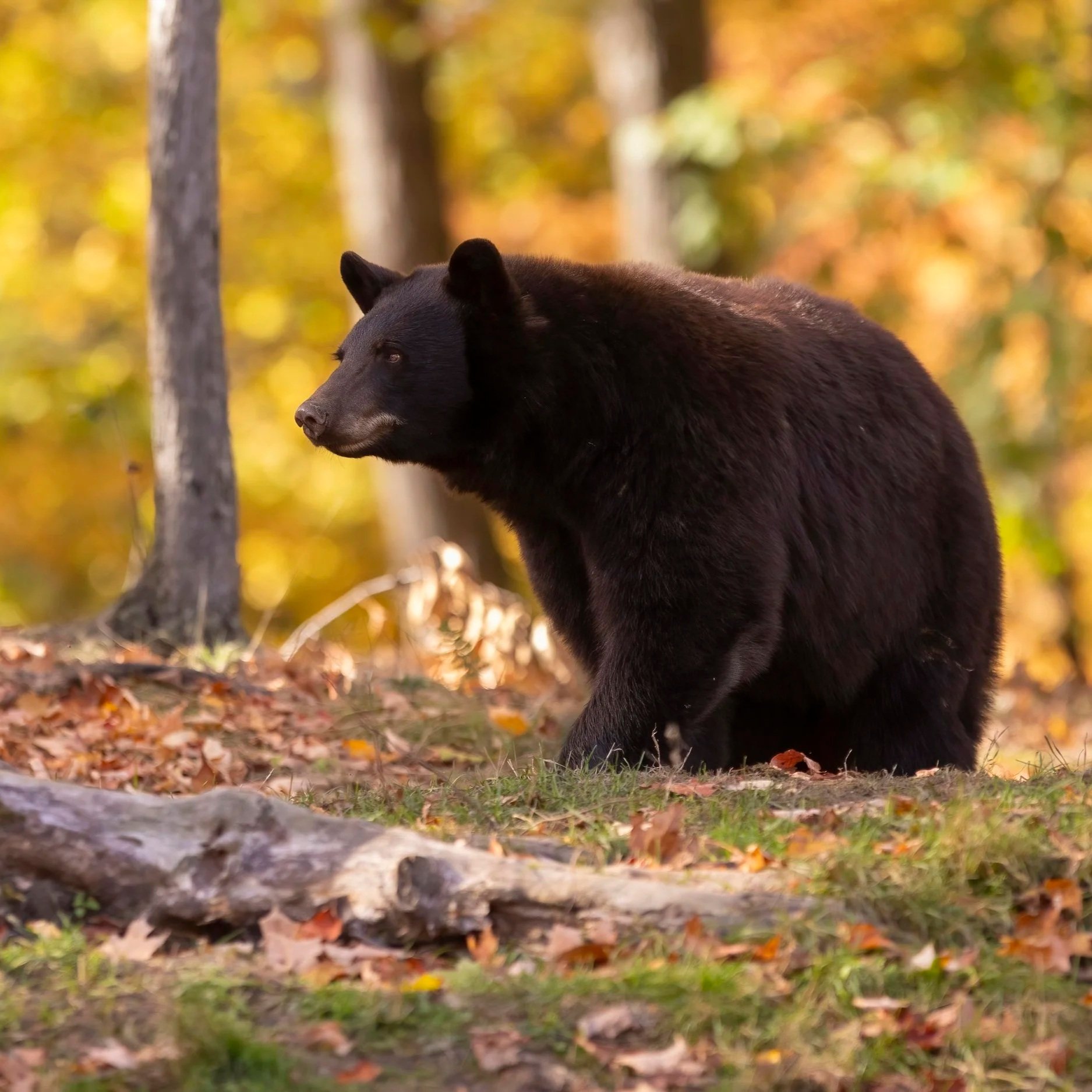 Black Bear