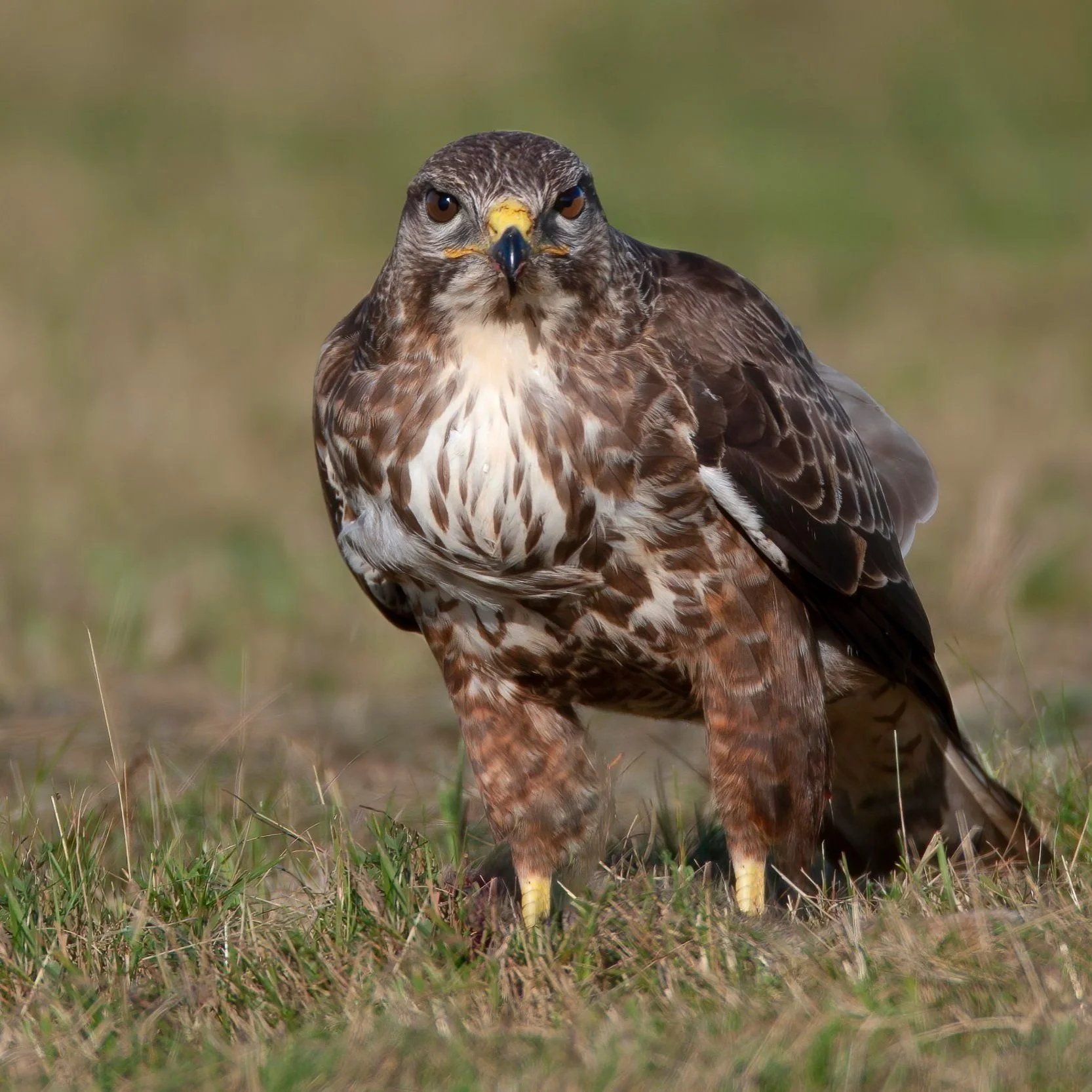 Private Woodland Breeding Buzzard Hide - Spring 2027