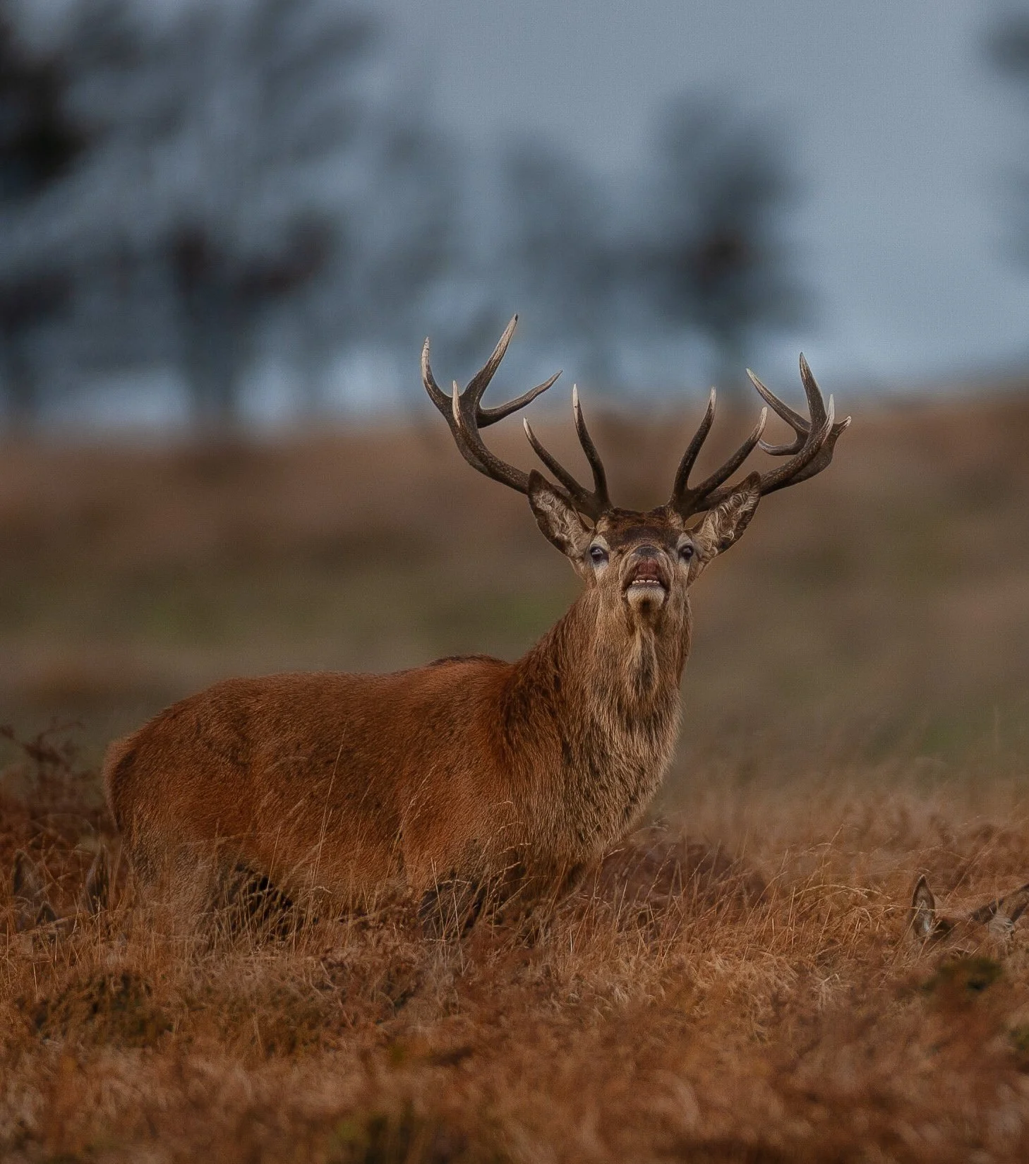 The Red Deer Rut Workshop - Autumn Exmoor 2026