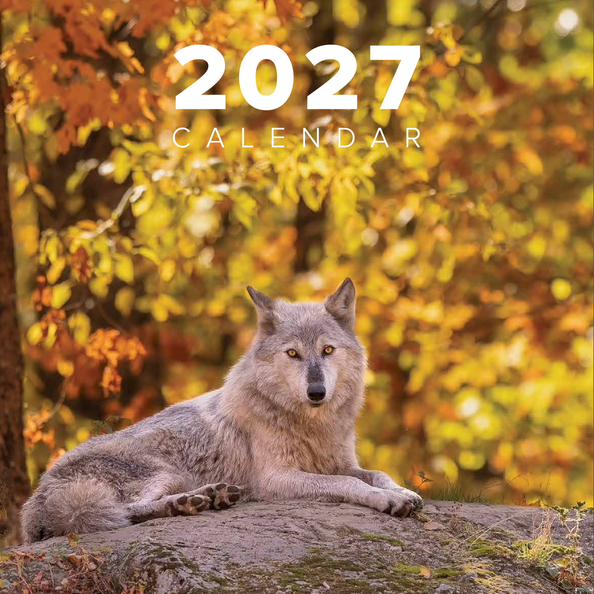 2027 Wildlife Photography Calendar — Now Available to Pre-Order! 🐻🦅🐆