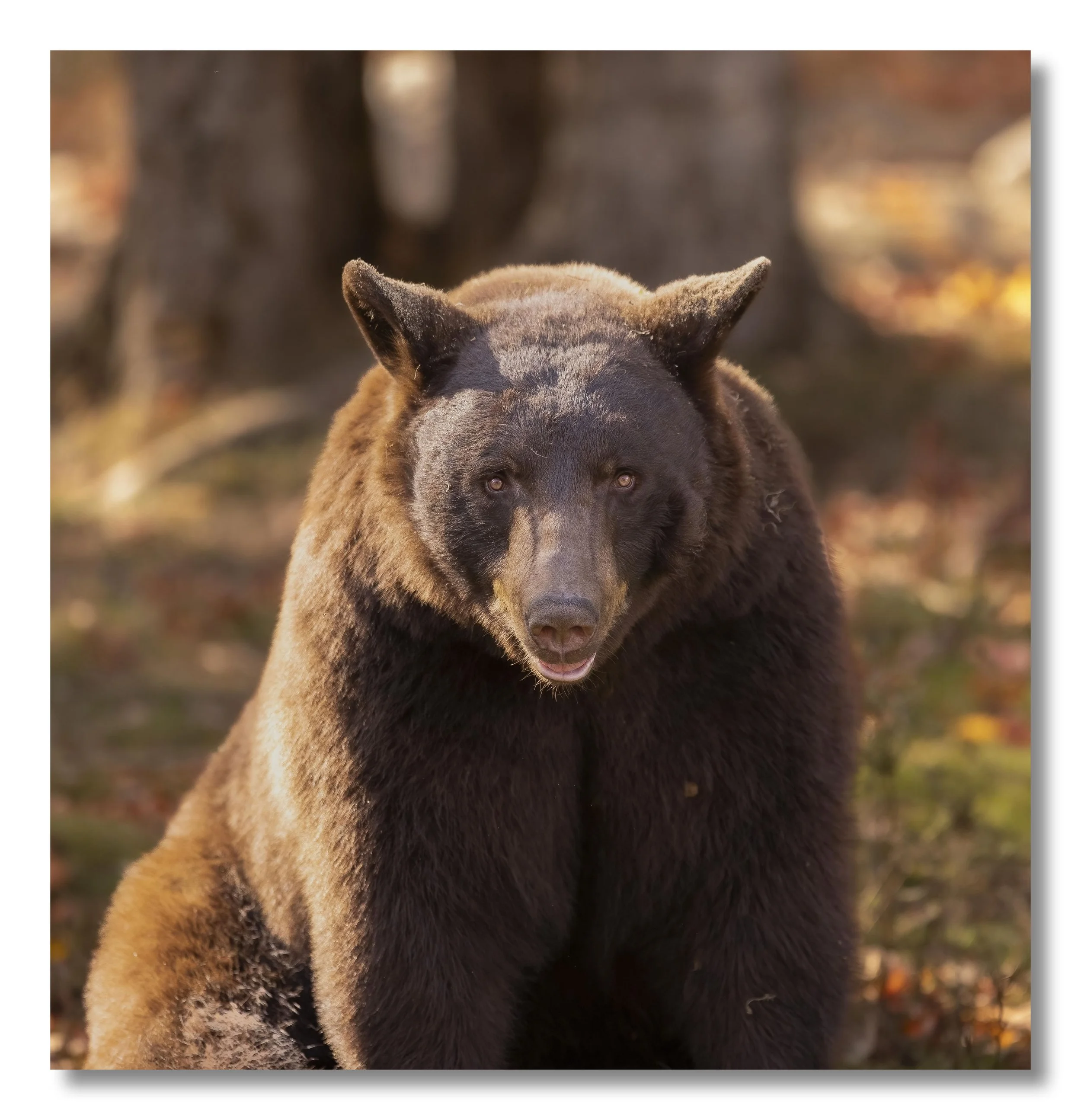 Black-Bear-Port.jpg