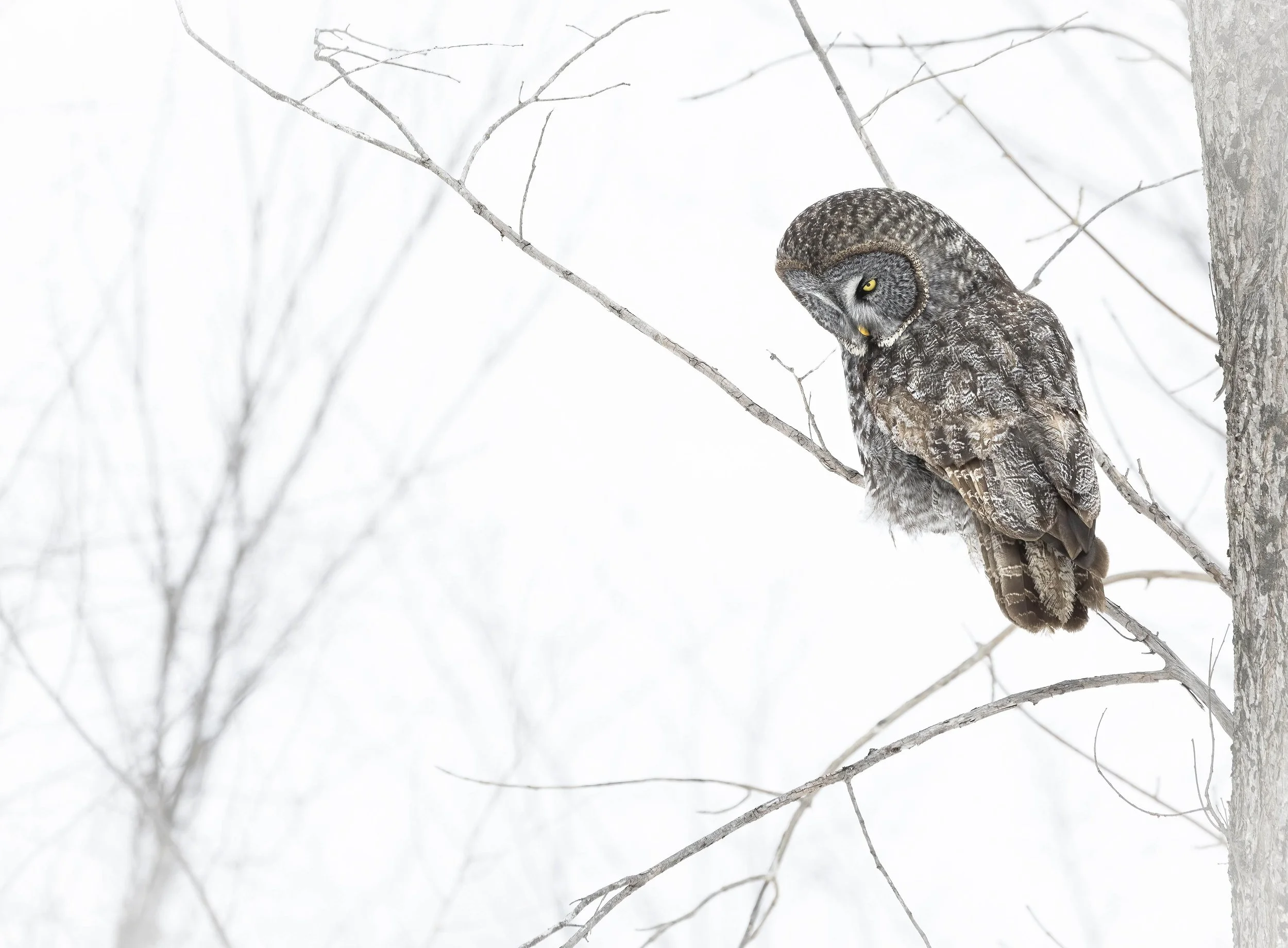 A barred owl perched on a tree branch in a snow-covered landscape.