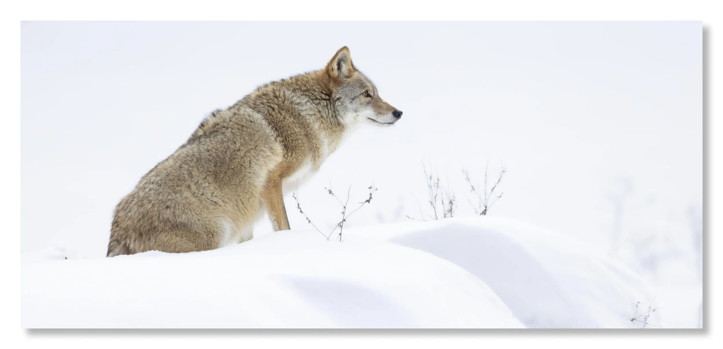 Coyote Snow Website.jpg