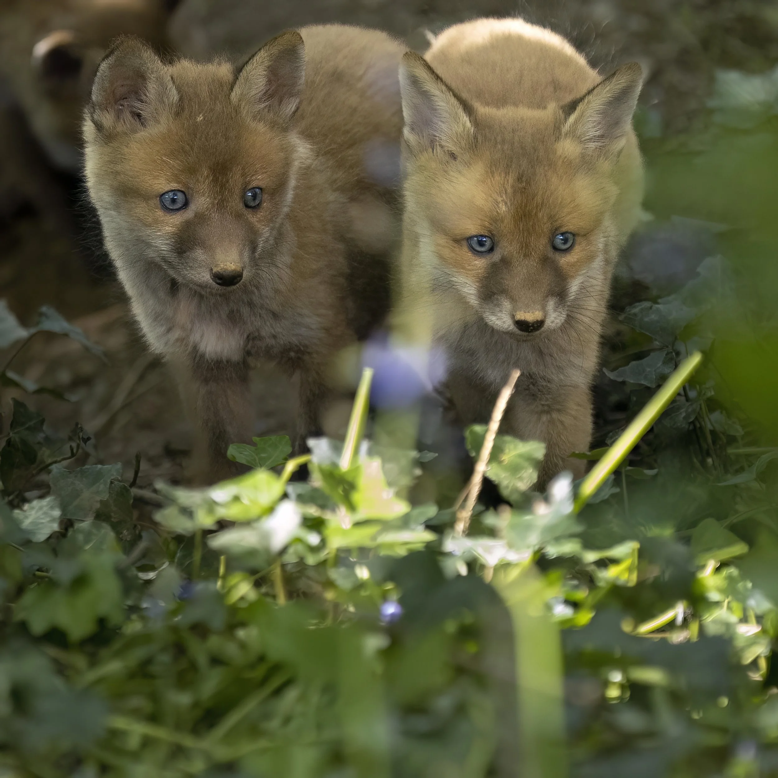 Foxes & Cubs Hide - Coming in Spring 2027