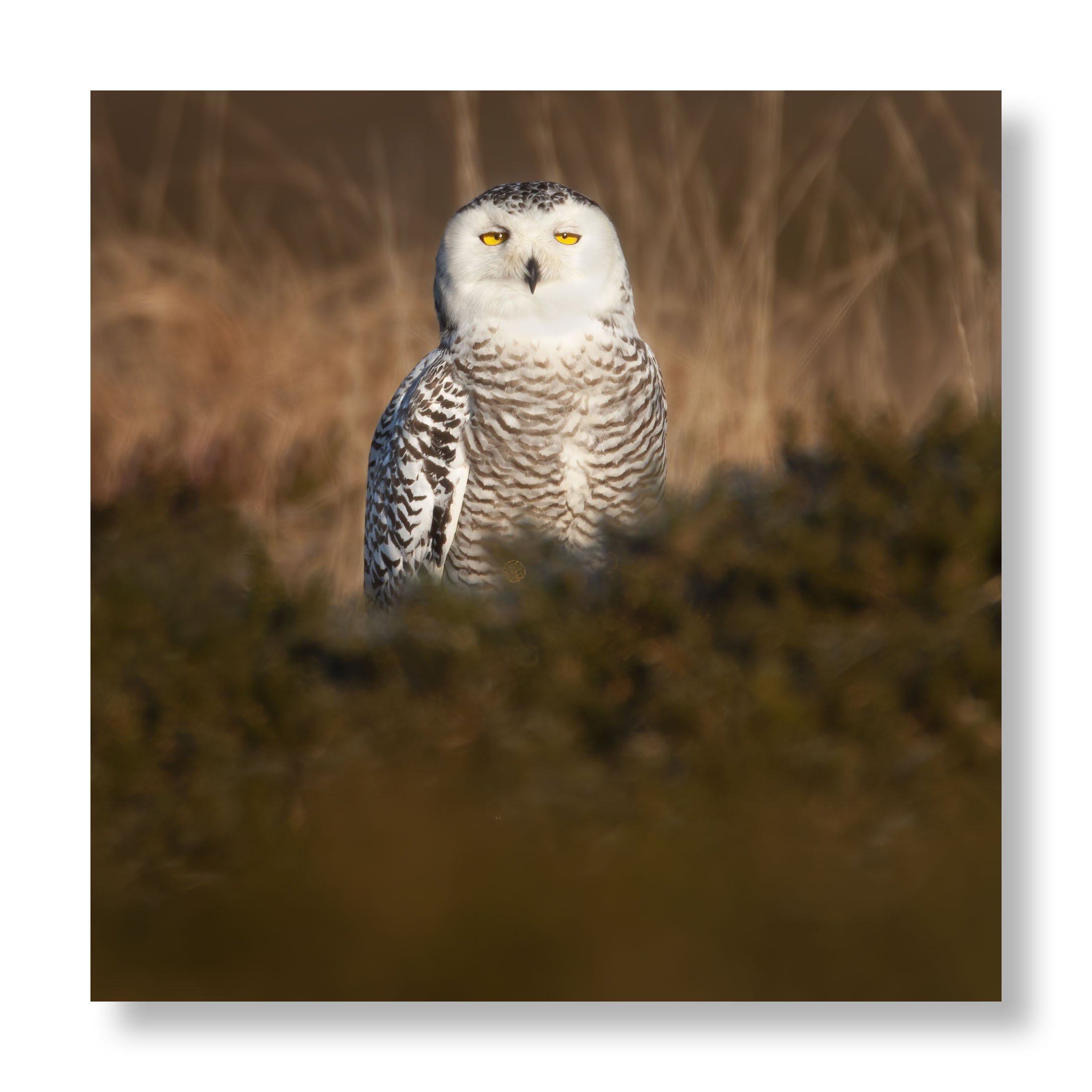 Snowy Owl-Website-Port2.jpg