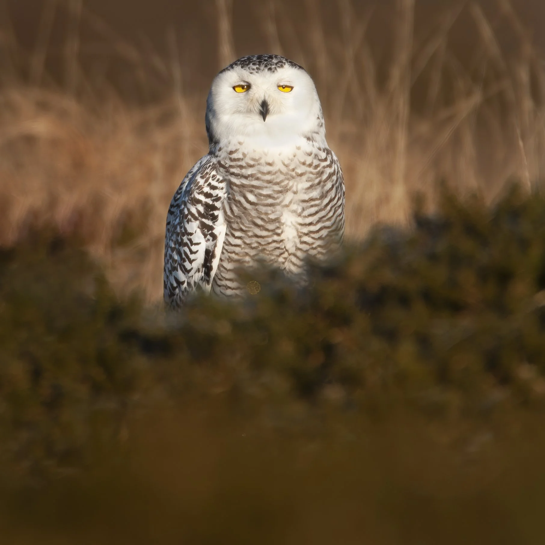 Snowy Owl