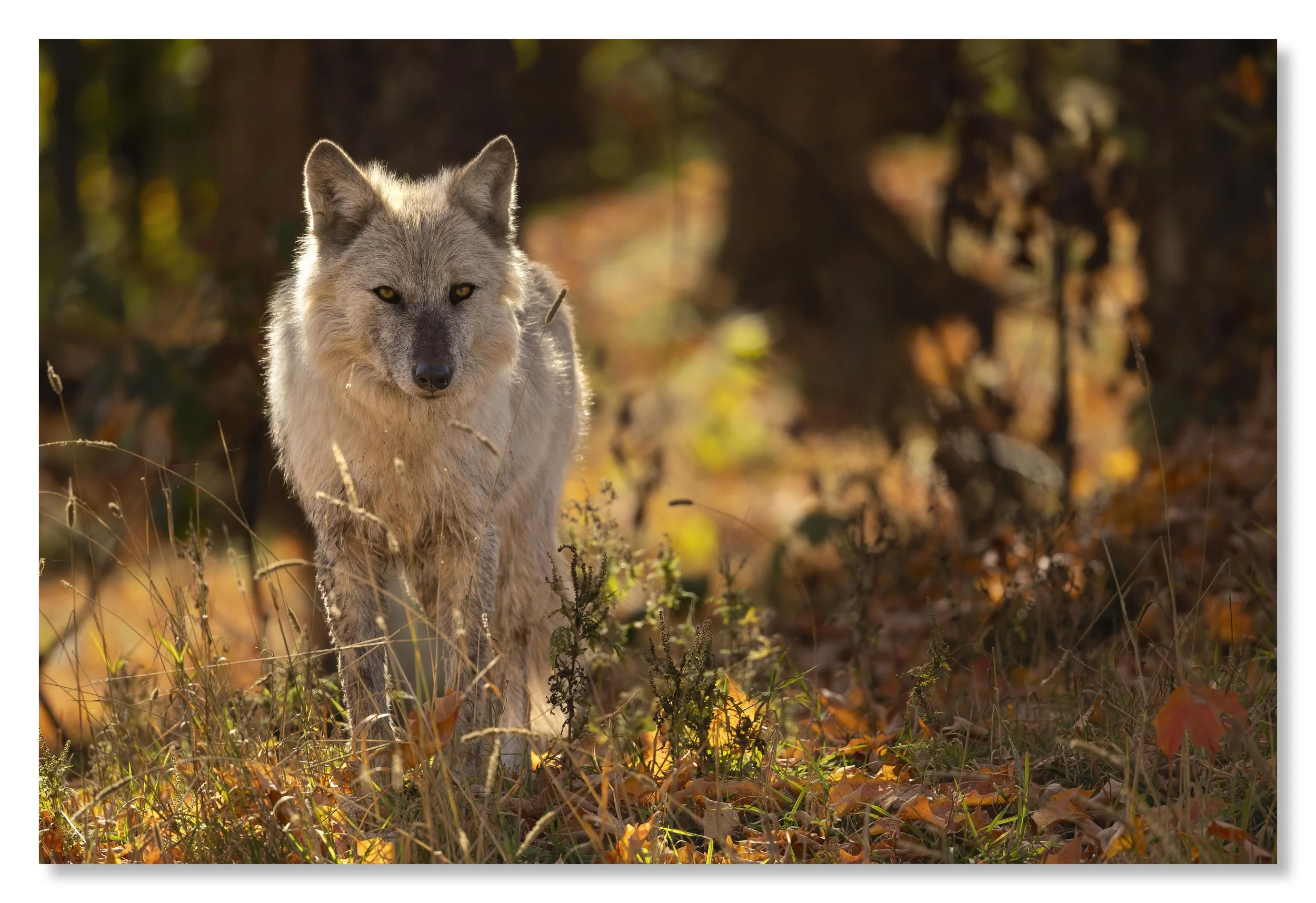 Grey Wolf-Website-3.jpg