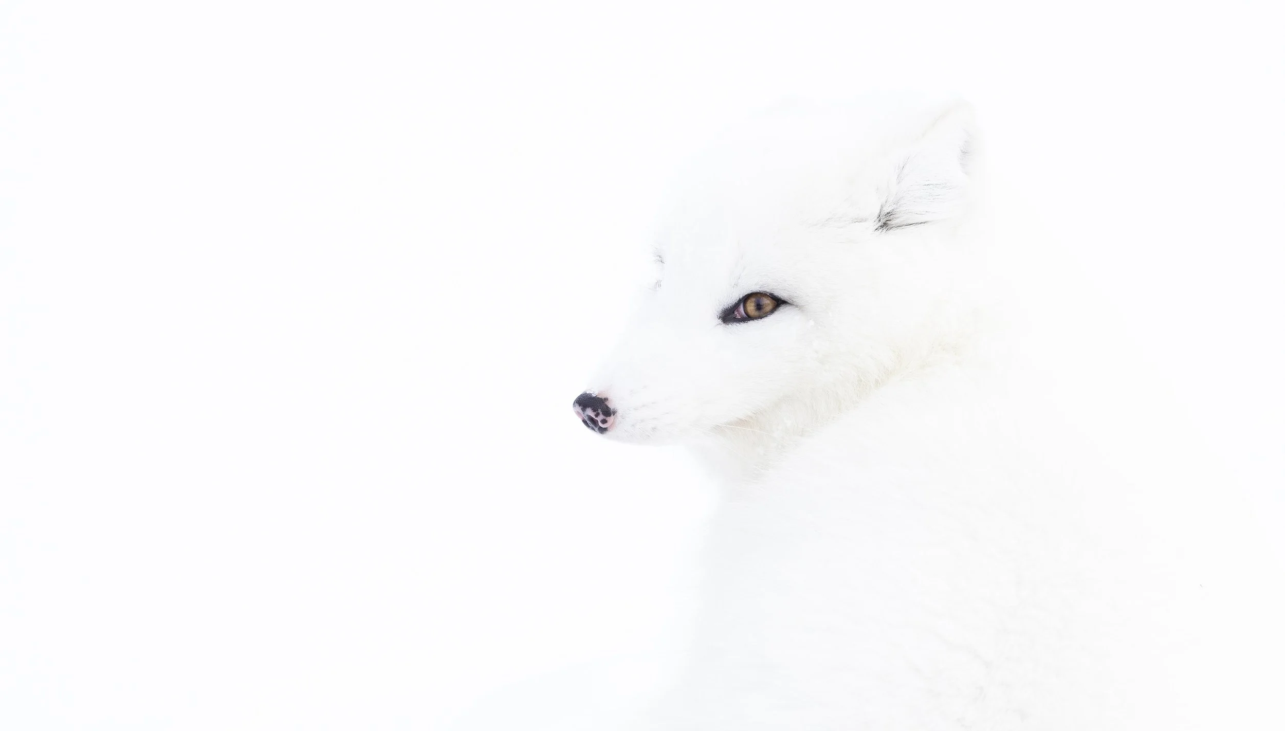 Atctic Fox-Website.jpg