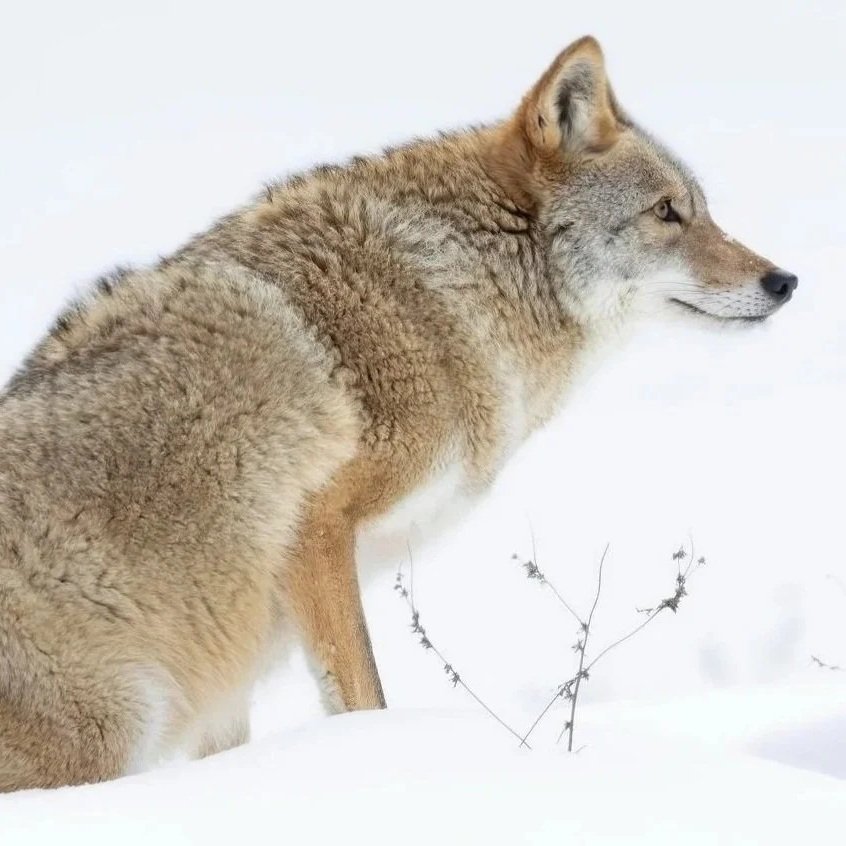 Eastern Coyote