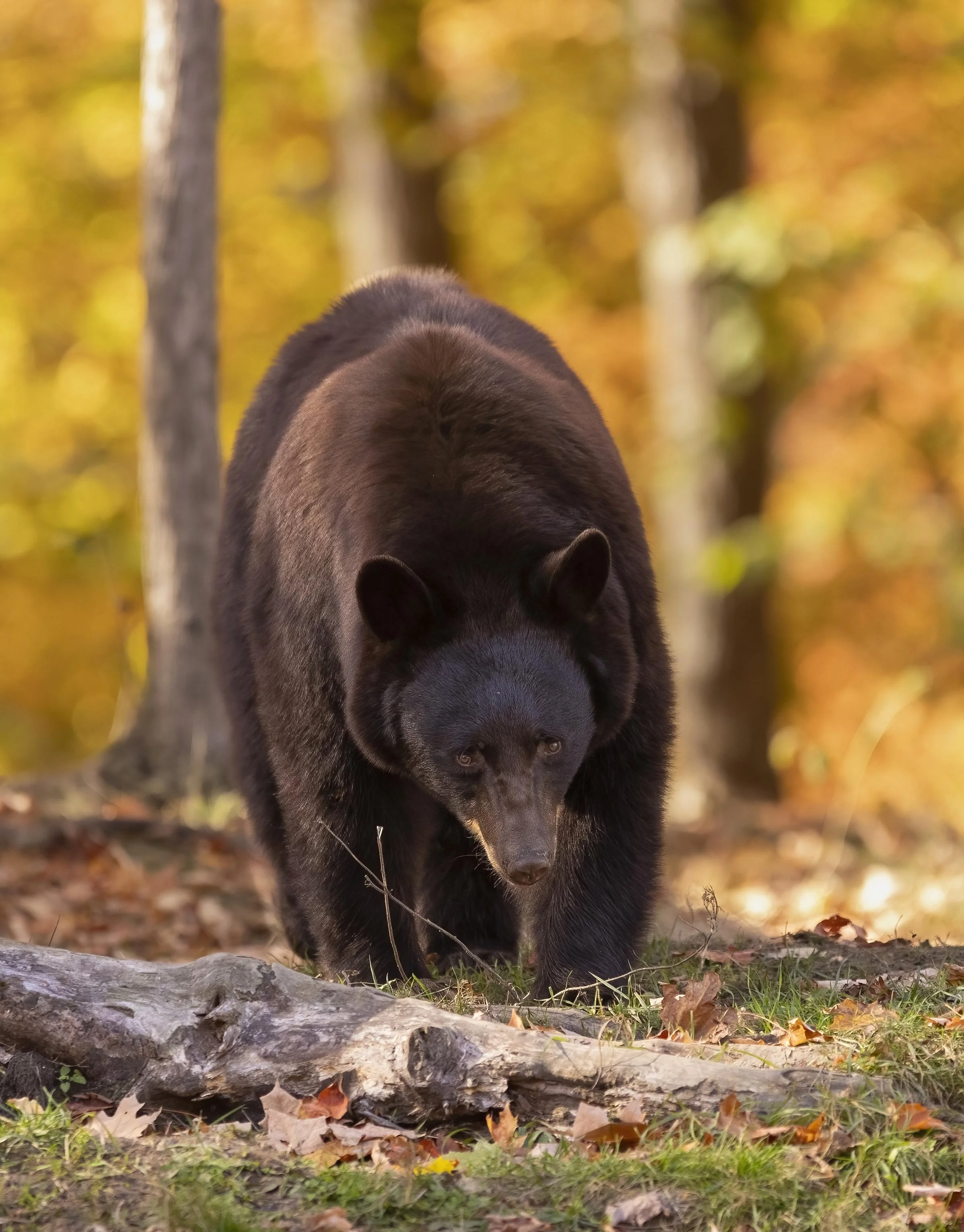 Black Bear