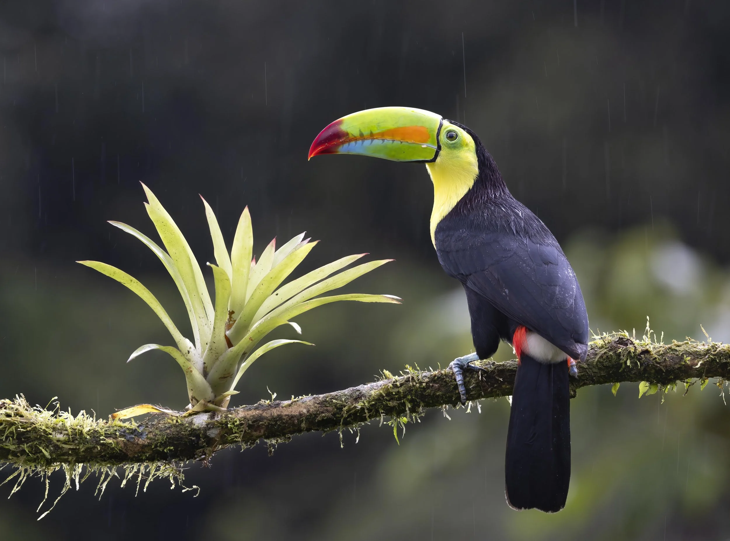 March - Keel Billed Toucan.jpg