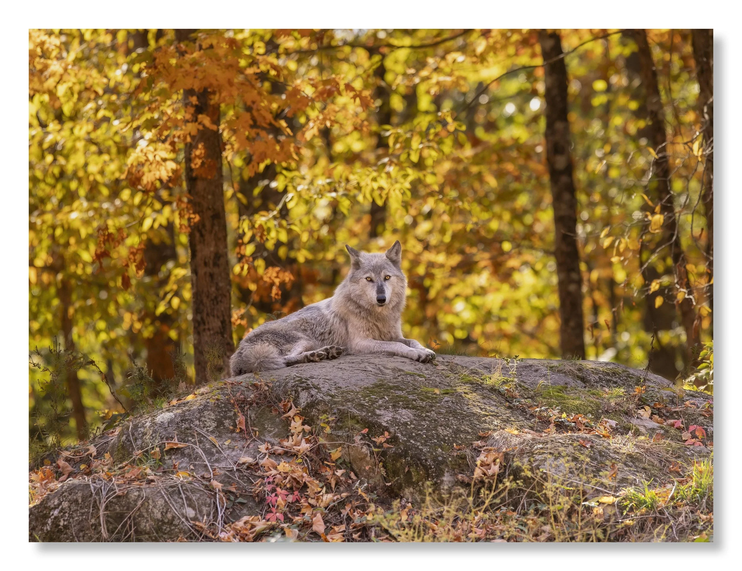 Grey Wolf-Website-.jpg