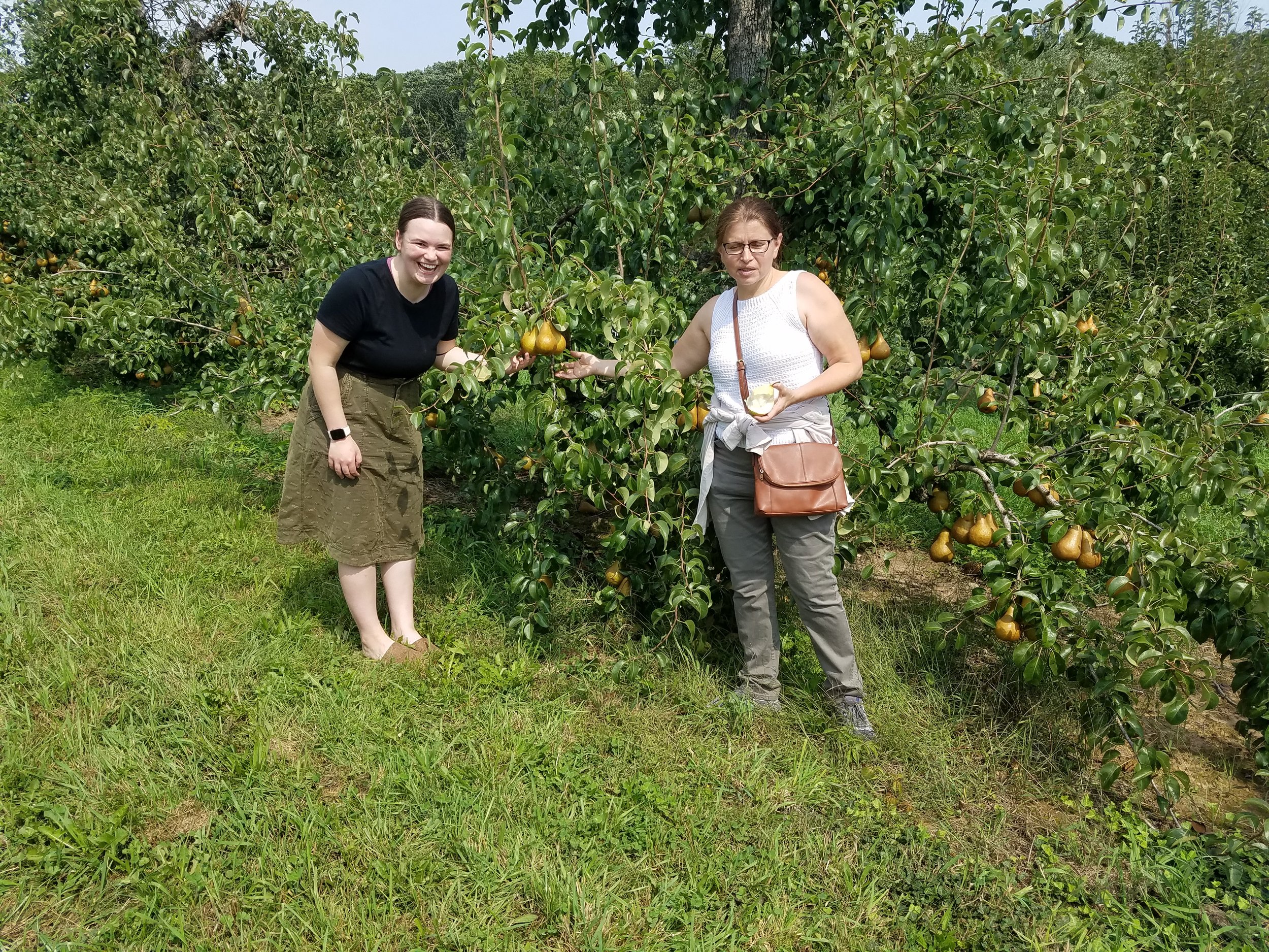 A great day for pear picking!