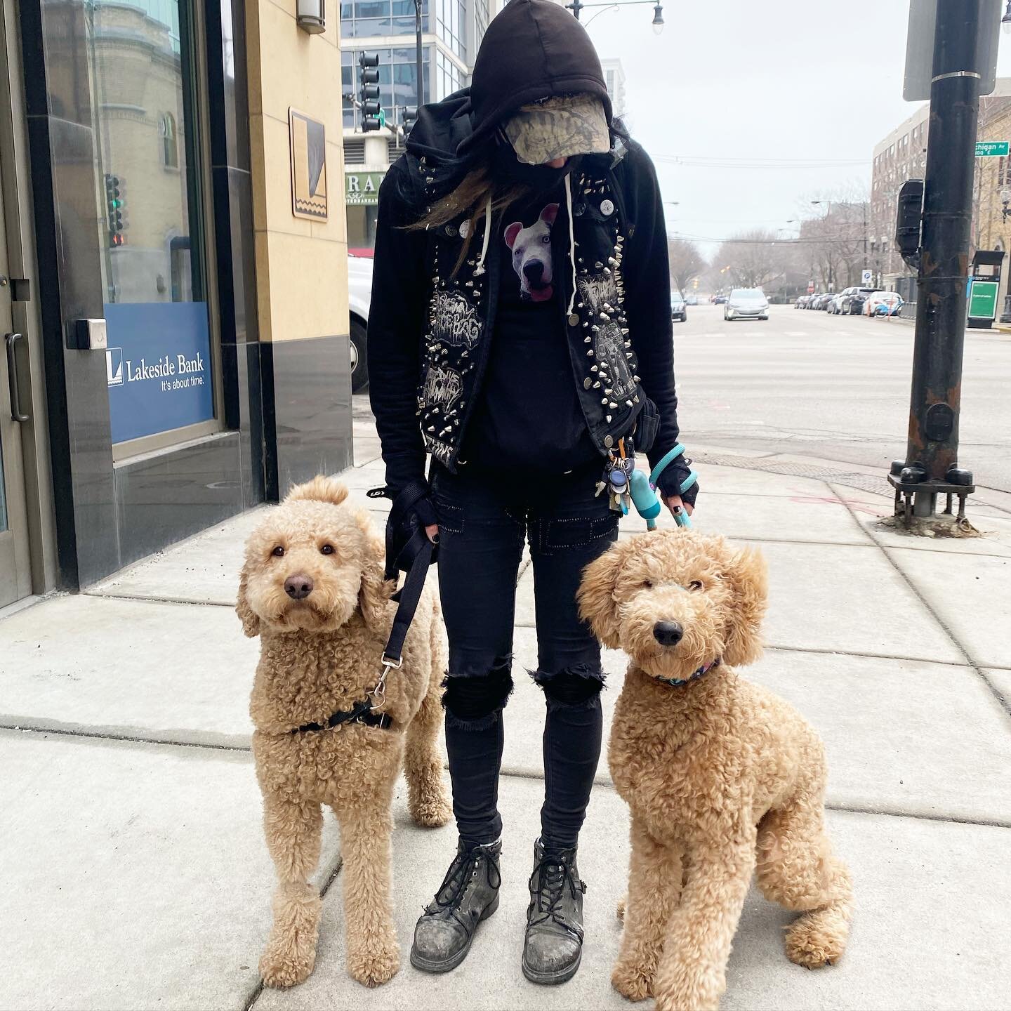 Are we seeing double?! 👀 BK and Sam (can&rsquo;t believe how big Sam has gotten!!) had a great time on their walkie together with Pet Pro, Liz! 💙 @doxie.and.doodle #thebigcitywoof