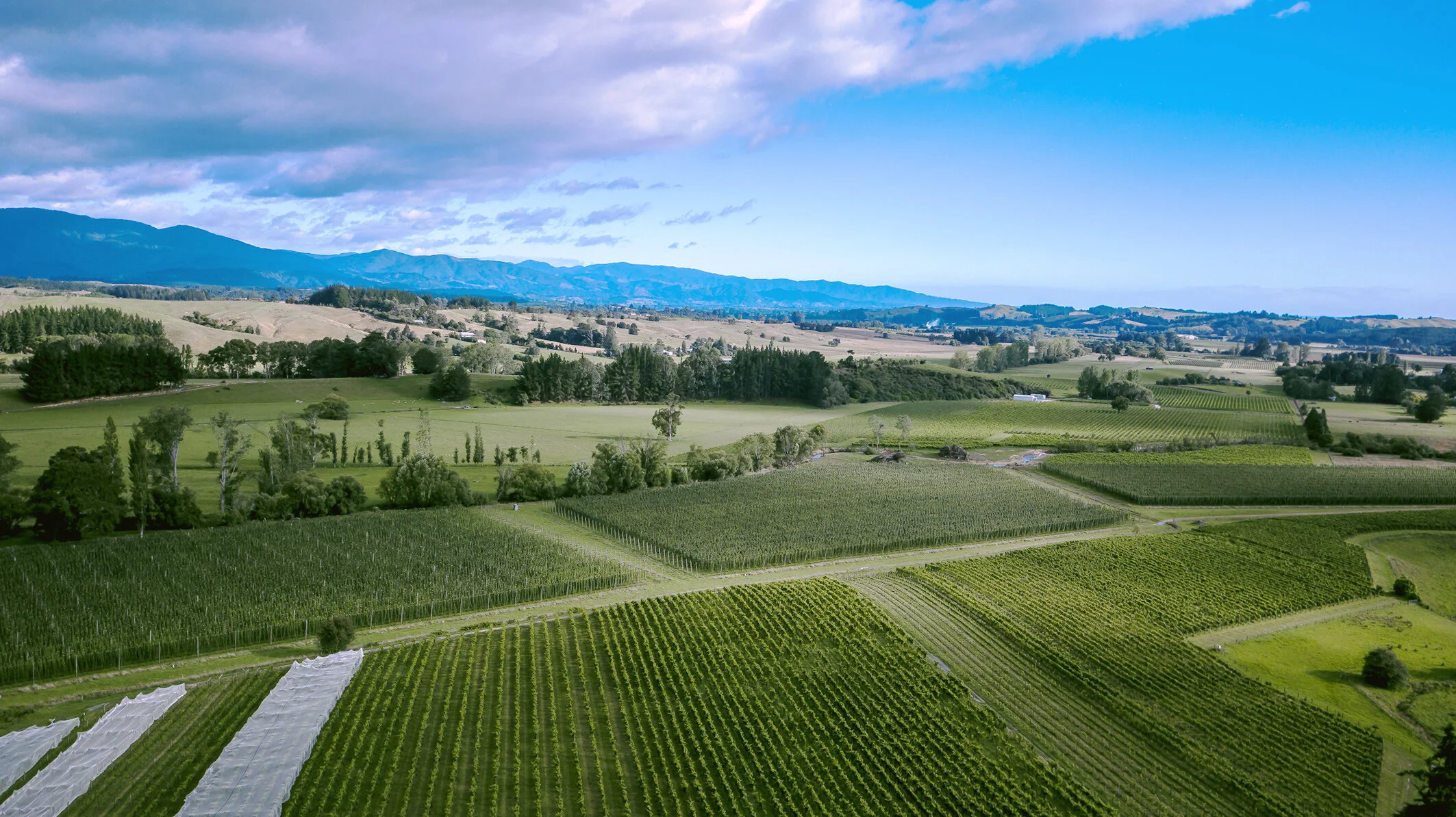 Nelson - Home of NZ's Champion Sauvignon Blanc and a Big Sack of Awards Showcasing Varietal Diversity
