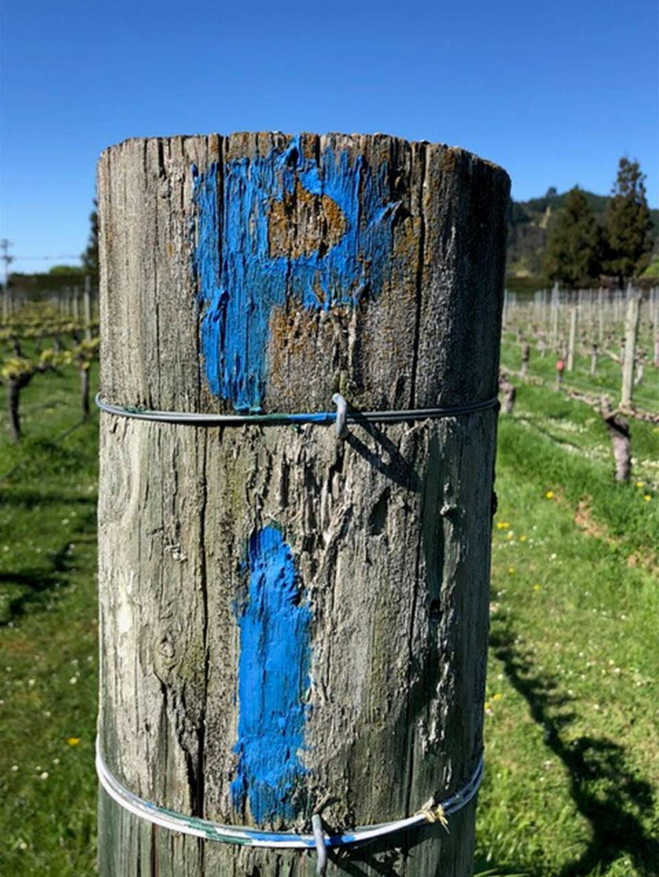 fence_post_blue_paint.jpg
