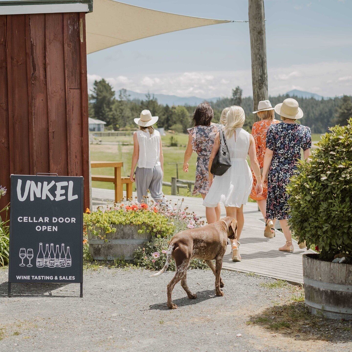 Wine tasting and making friends with the locals.⁠
It's not often you meet a vintner without their friendly doggos close behind!⁠
⁠
⁠
#TasteNelsonWines #WineNelson #NelsonWine #meetlocal  #NZWine #winerydog