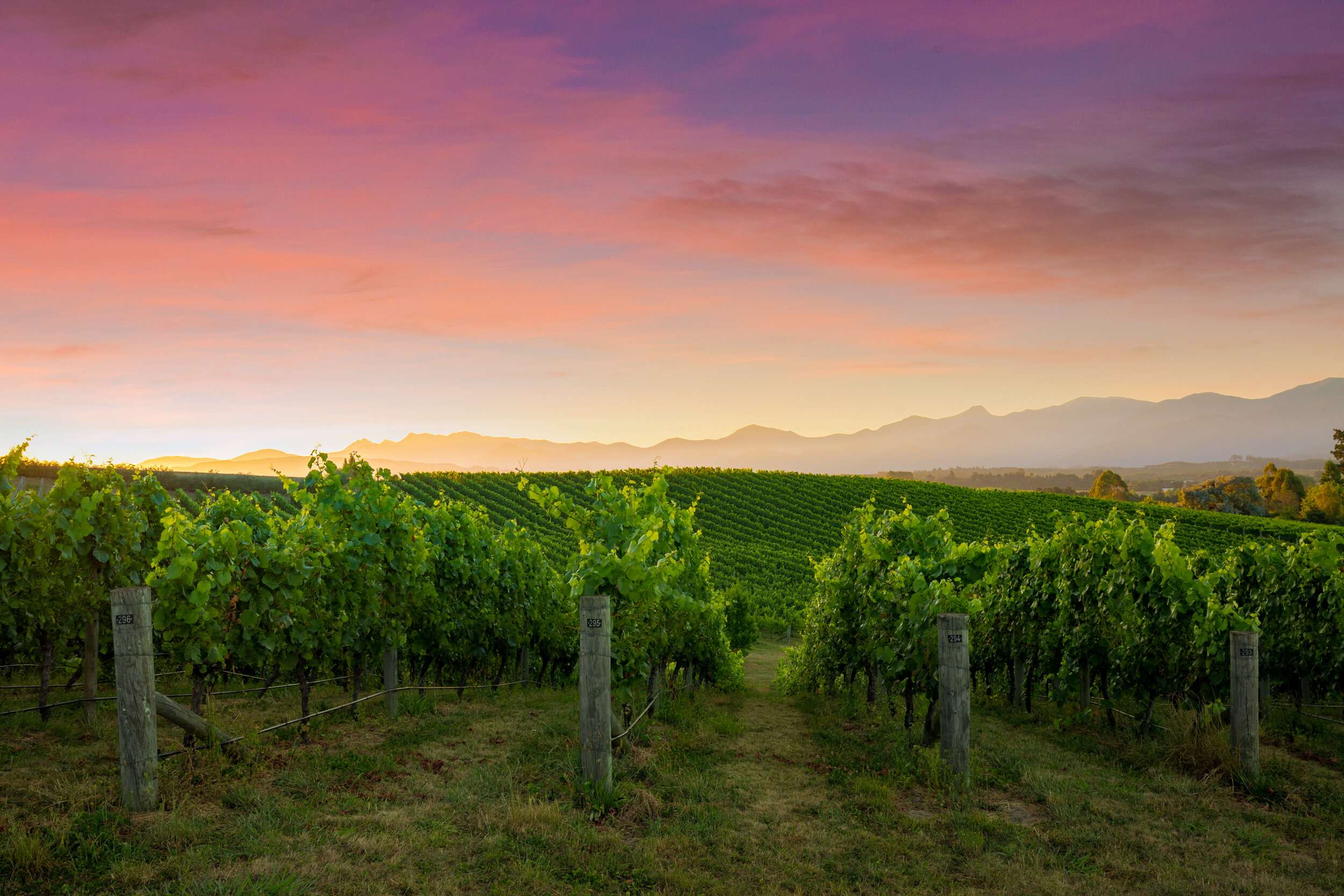 Art, Wine and Vineyard Walks