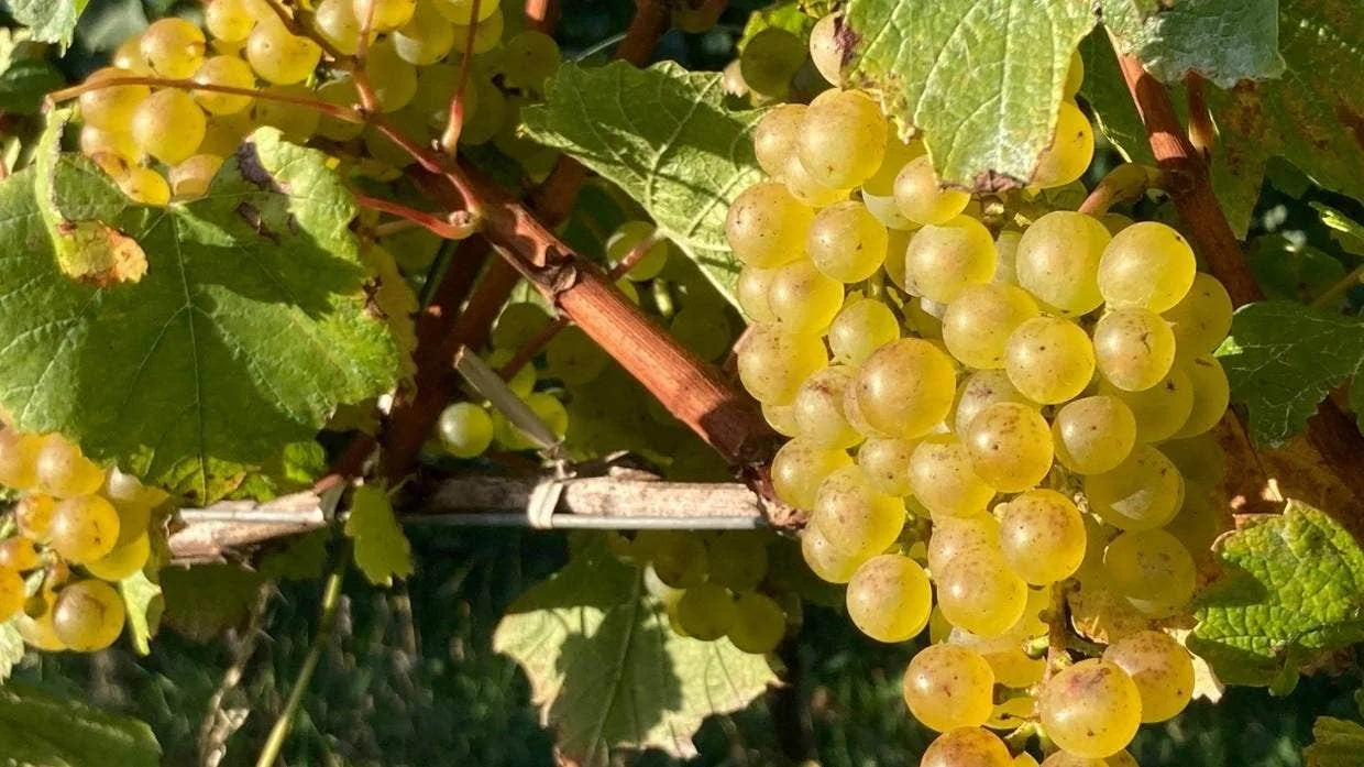 Rain was a pain but good wines in train from 2022 harvest