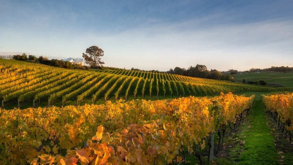 Wine Tasting at Ruby Bay Vineyard