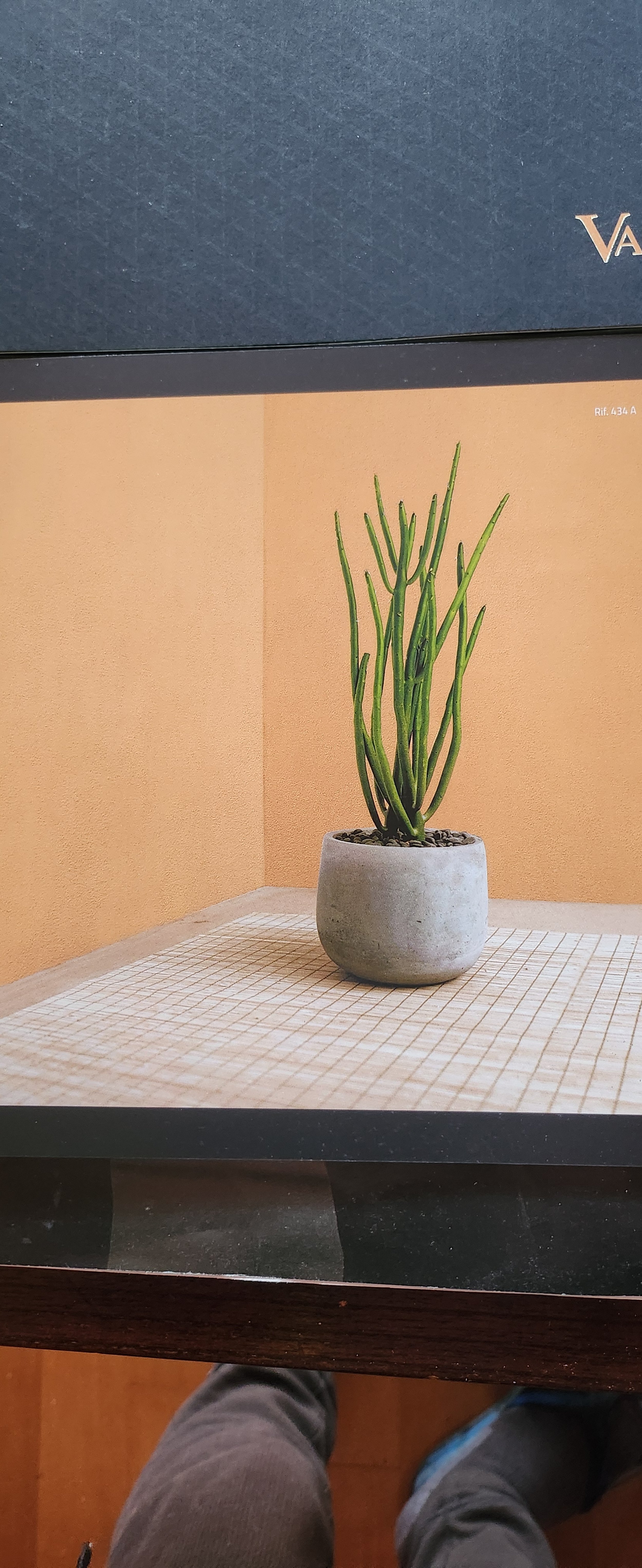 A potted green plant with multiple tall, thin stems placed on a wooden table against a peach-colored wall.