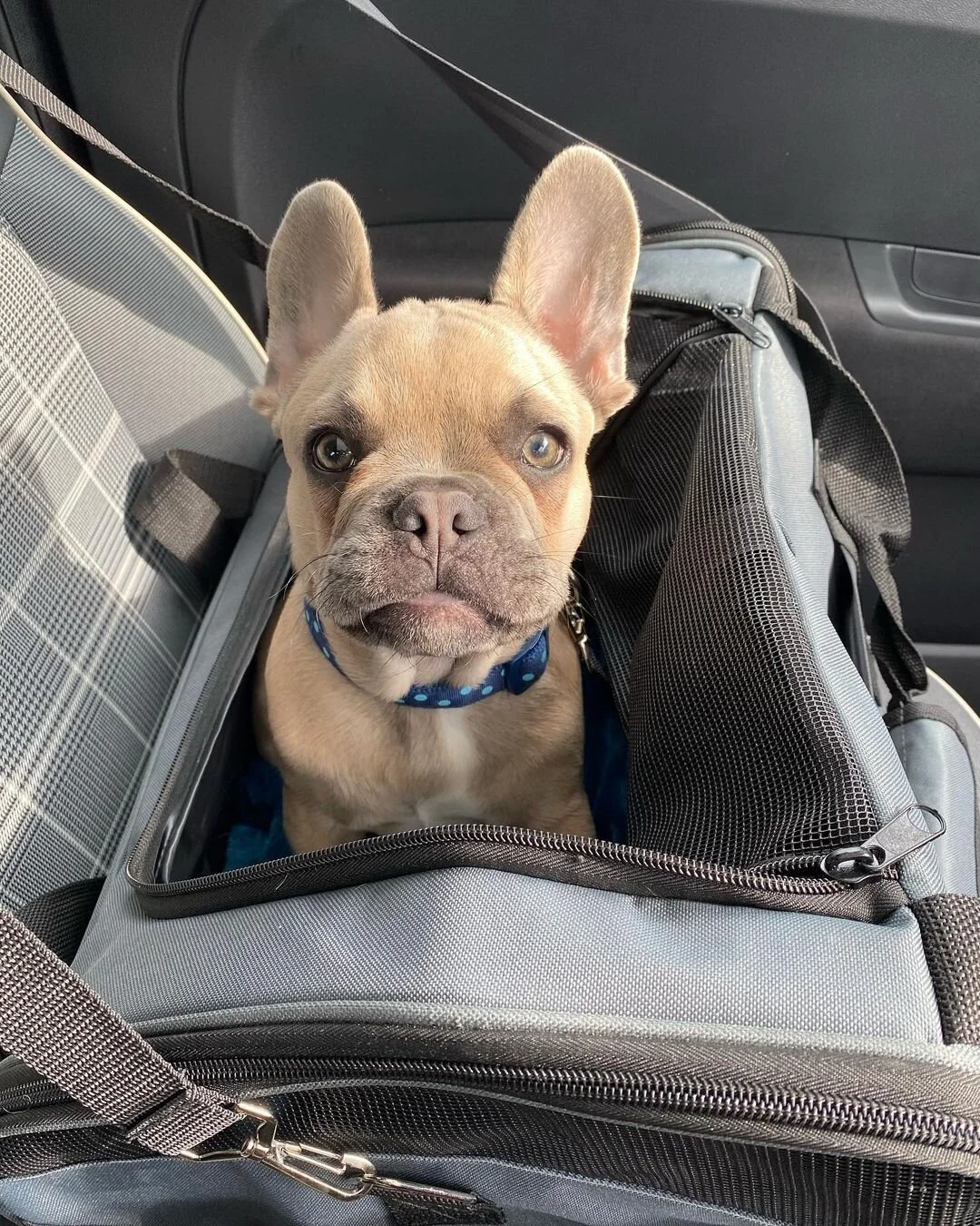 Spedition Transport Der Franzosische Bulldoggen Europa Bulldoggen Heim